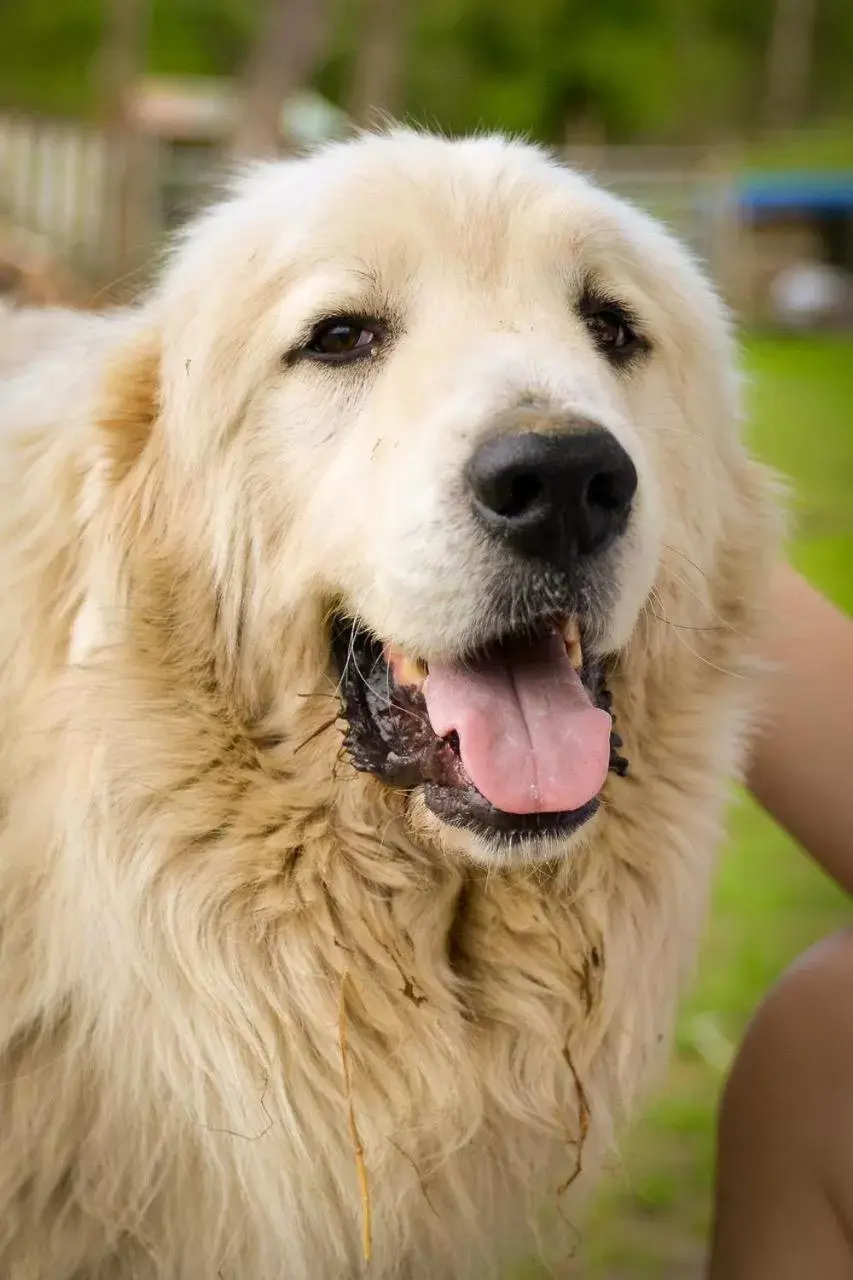 Pets in Rainbow Ridge Farms