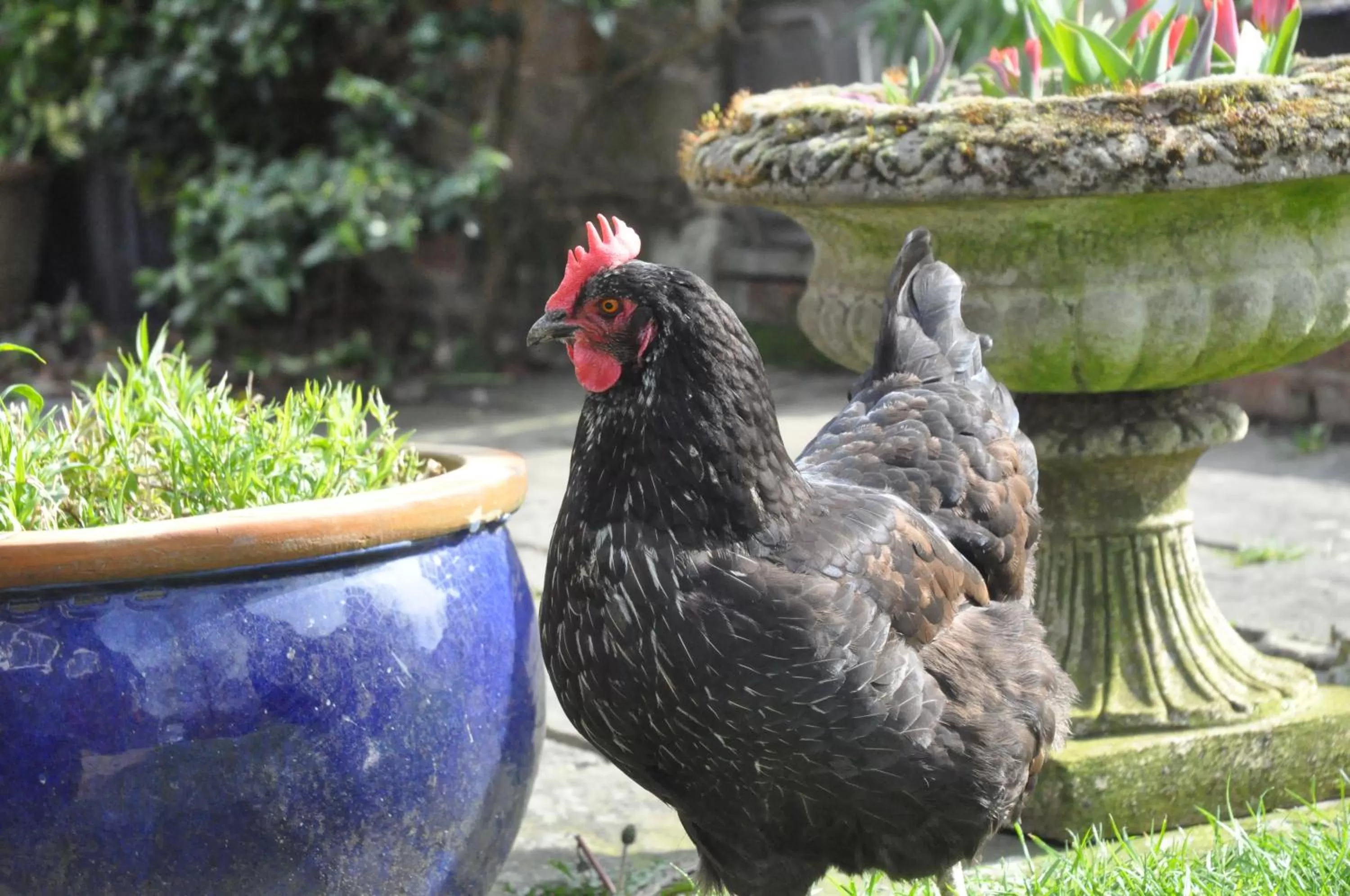 Animals in Little Tidebrook Farm