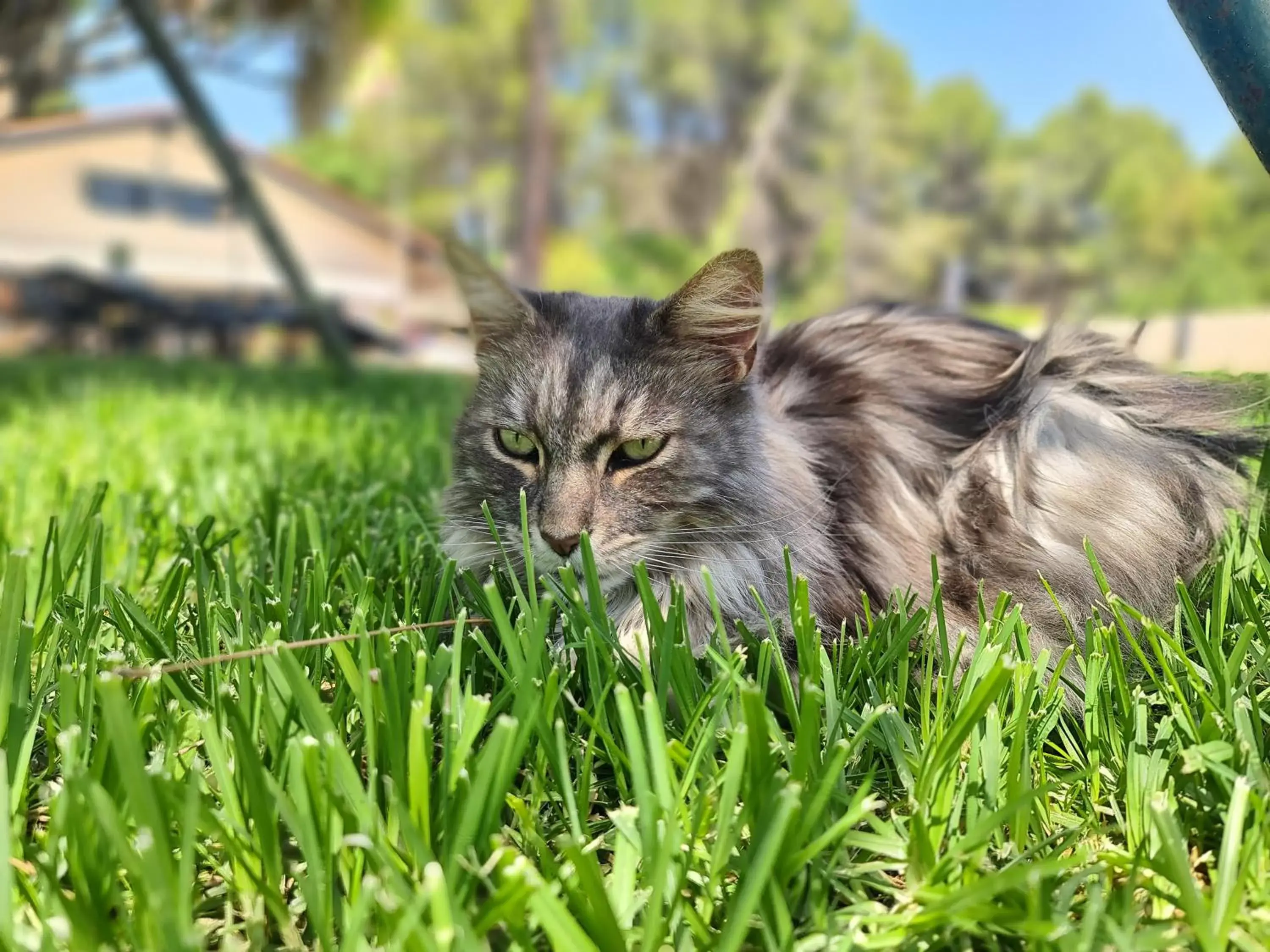 Pets in Finca la Yuca