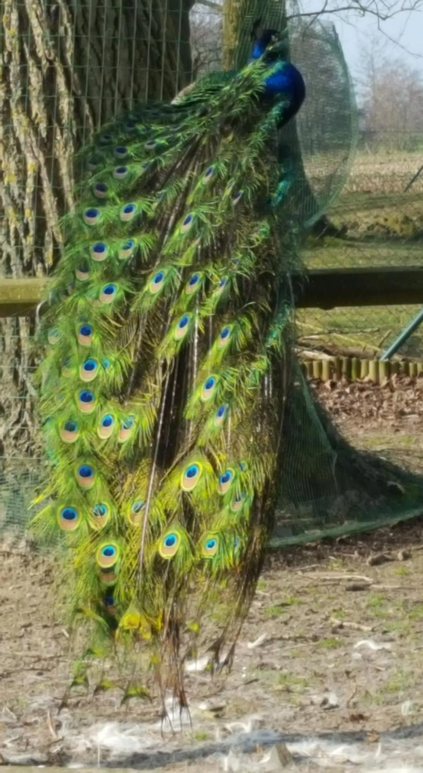 Animals in Hotel Landhuis 't Wilgenerf