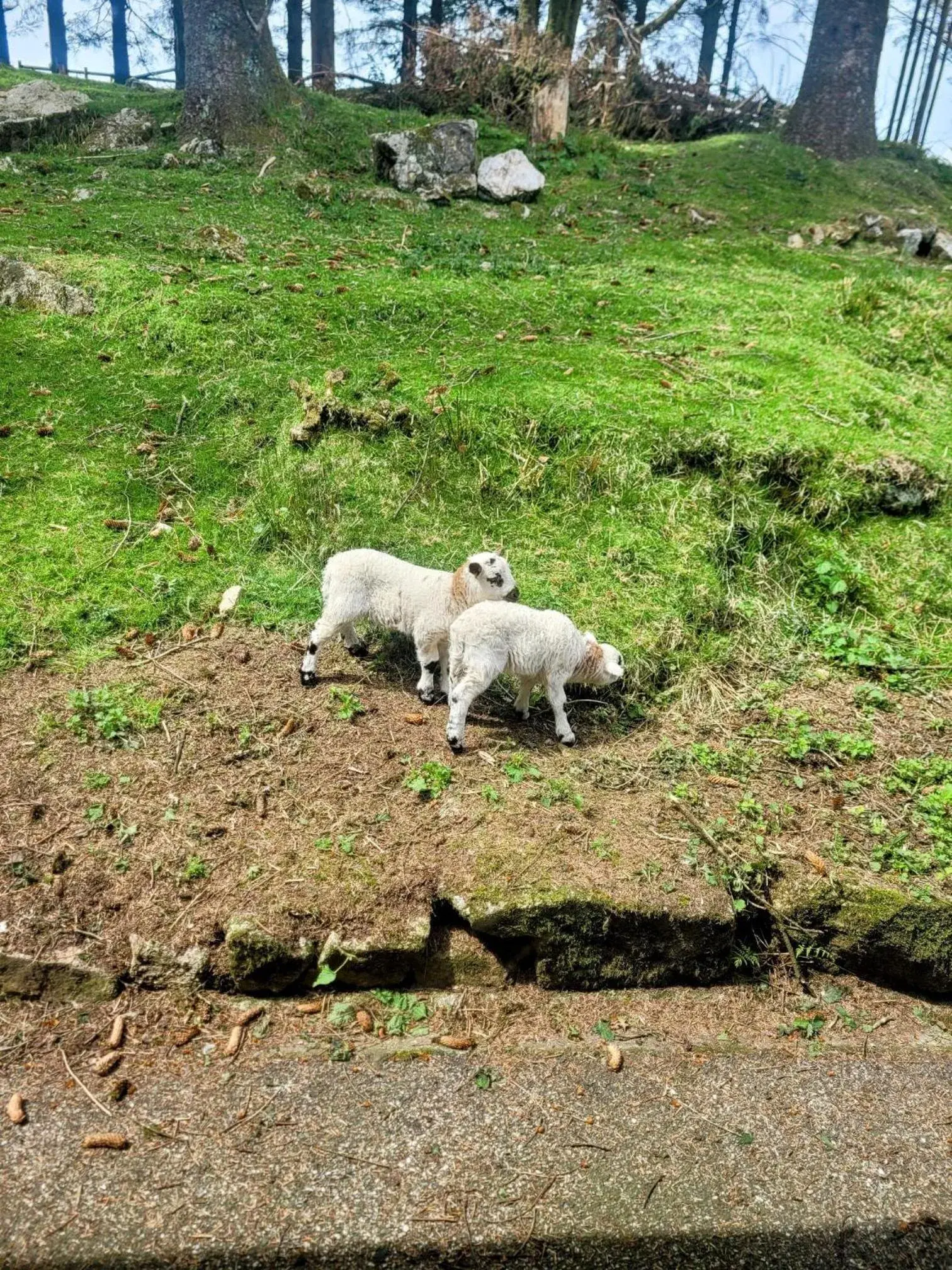 Spring, Other Animals in Wheal Tor