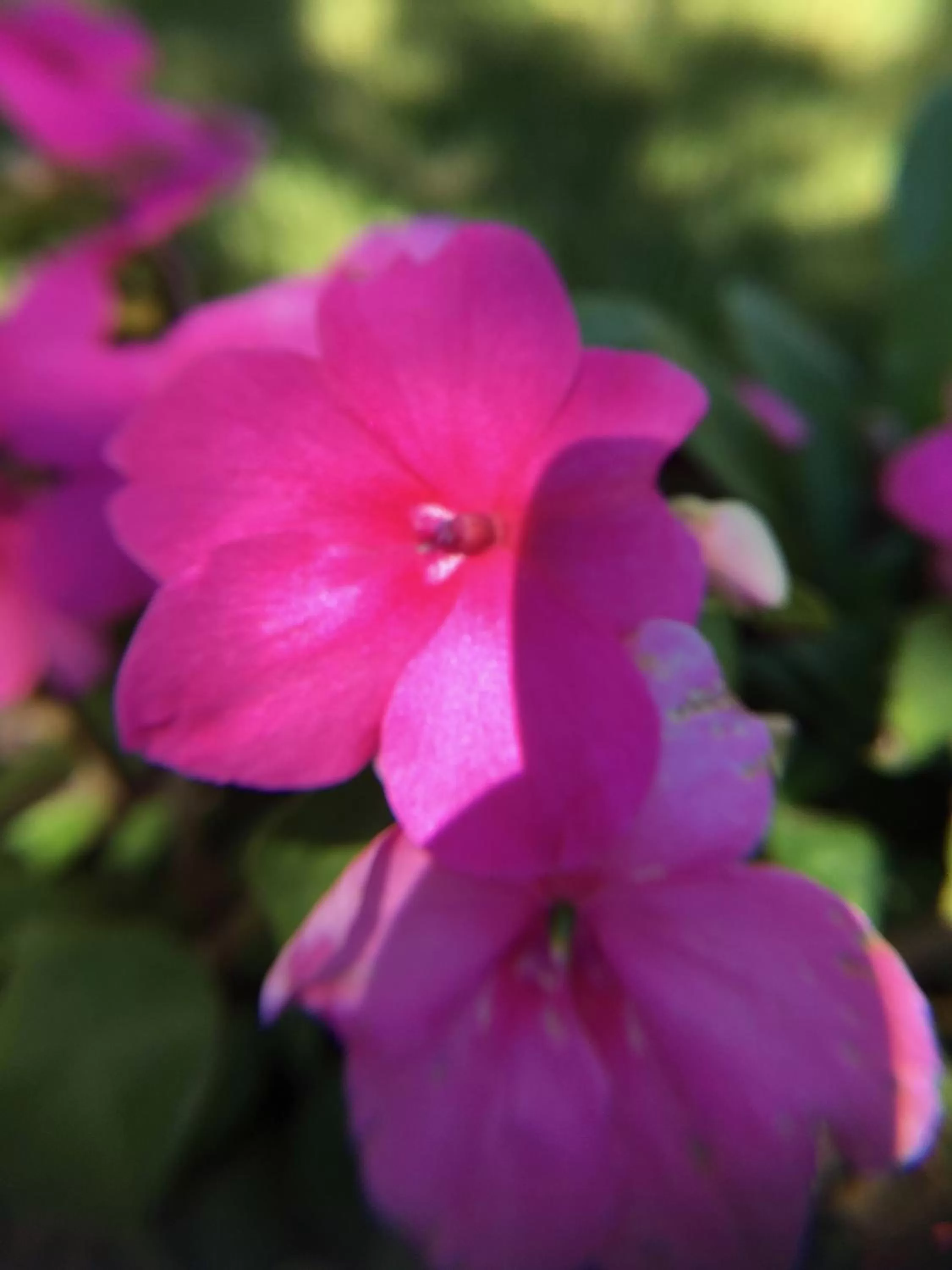 Garden in La Romance et la Romanesque