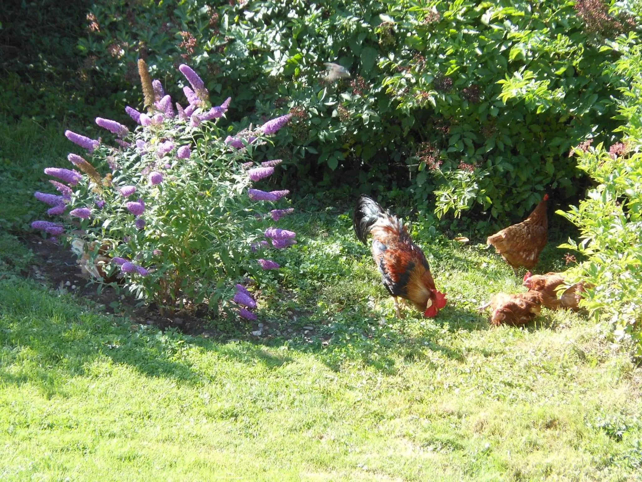 Pets in Westfalenhof Garni