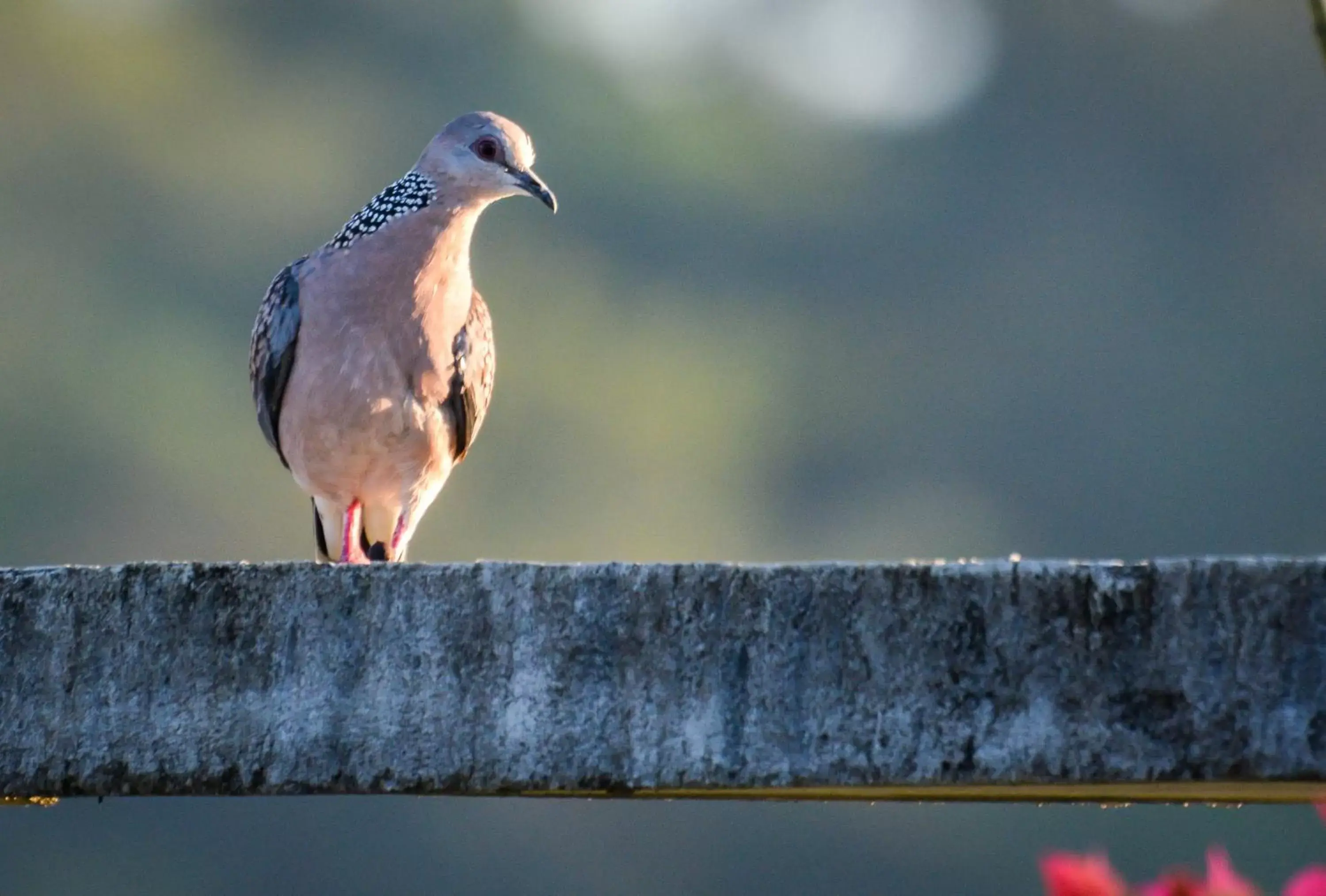 Animals, Other Animals in Elegant Hotel