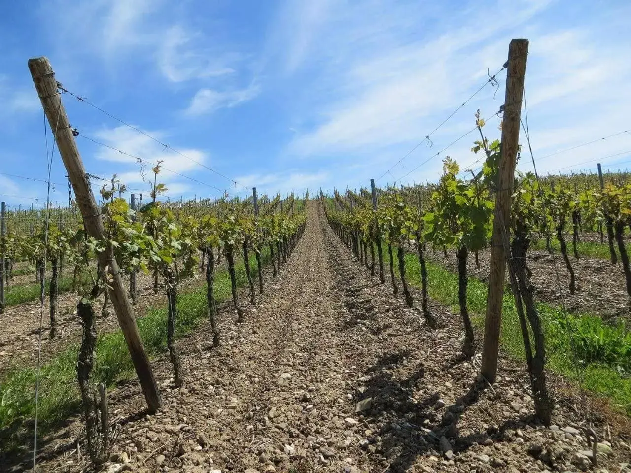 Natural landscape in Villa Cavalletti Appartamenti