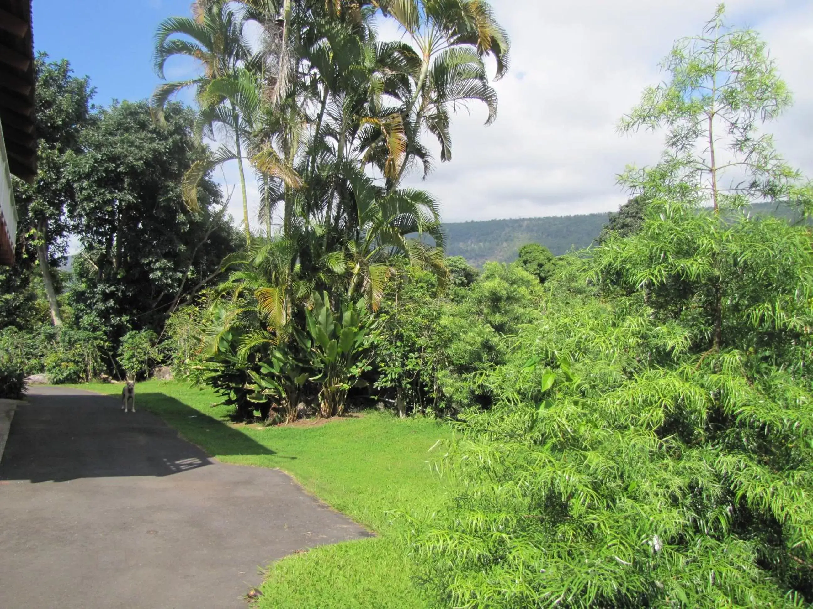 Garden in Coffee Garden