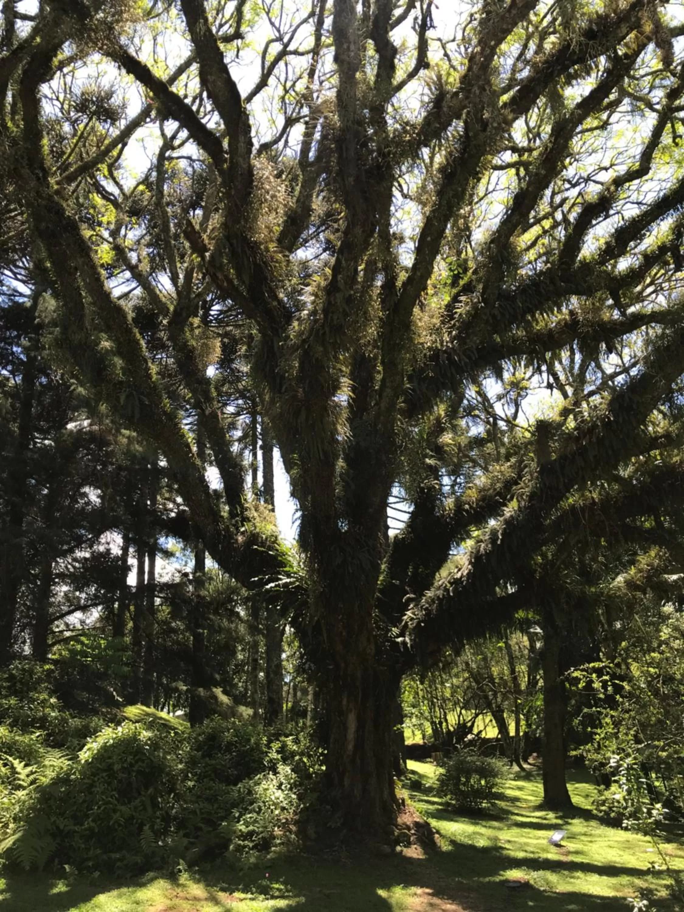 Natural landscape in Hotel Jardins da Colina