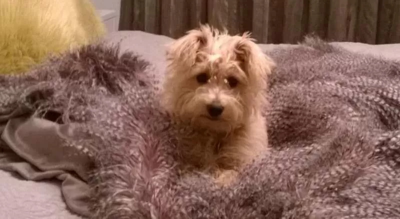 Animals in Korbaylen Estate