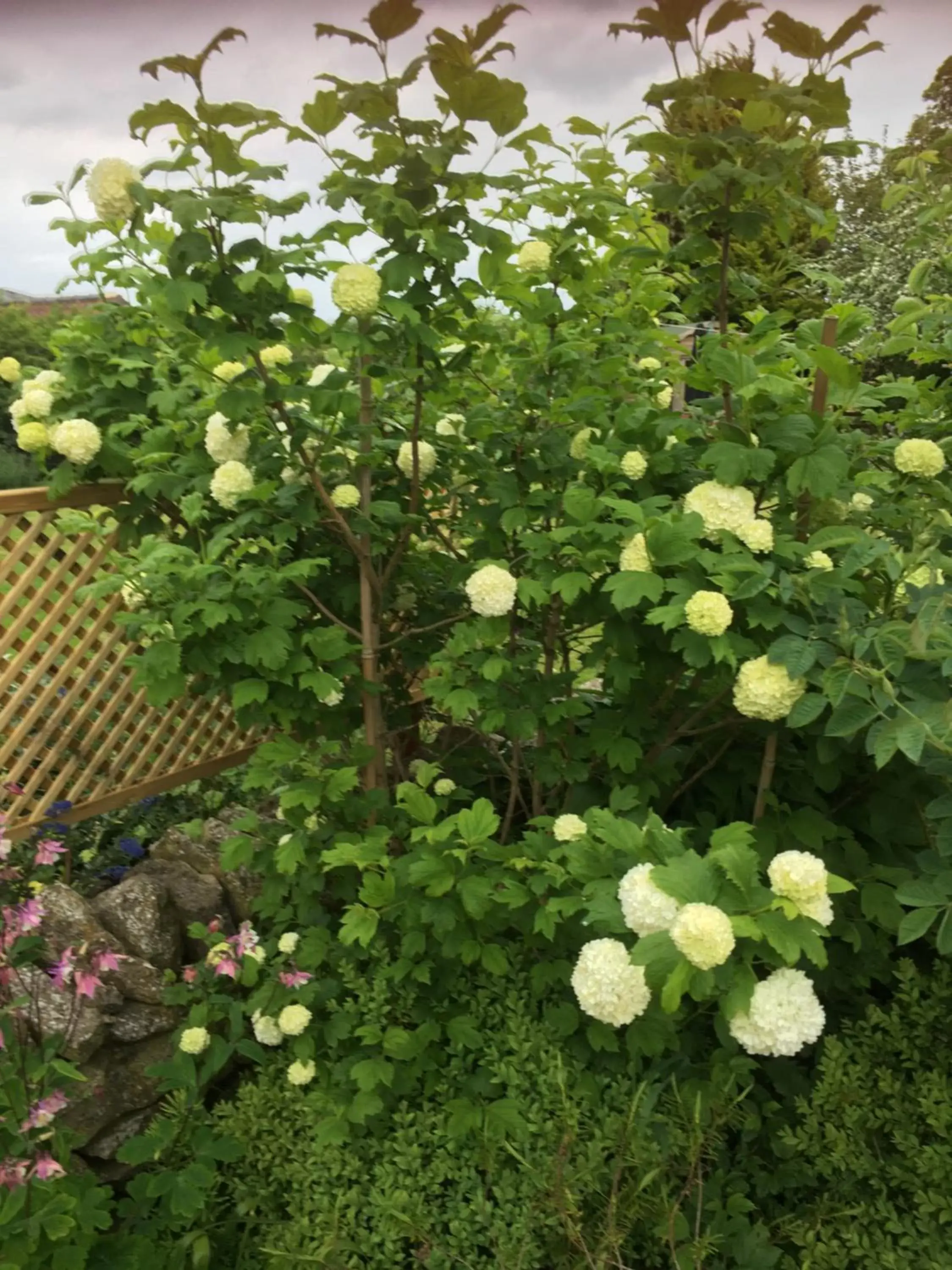 Garden in Oscar Park Farm