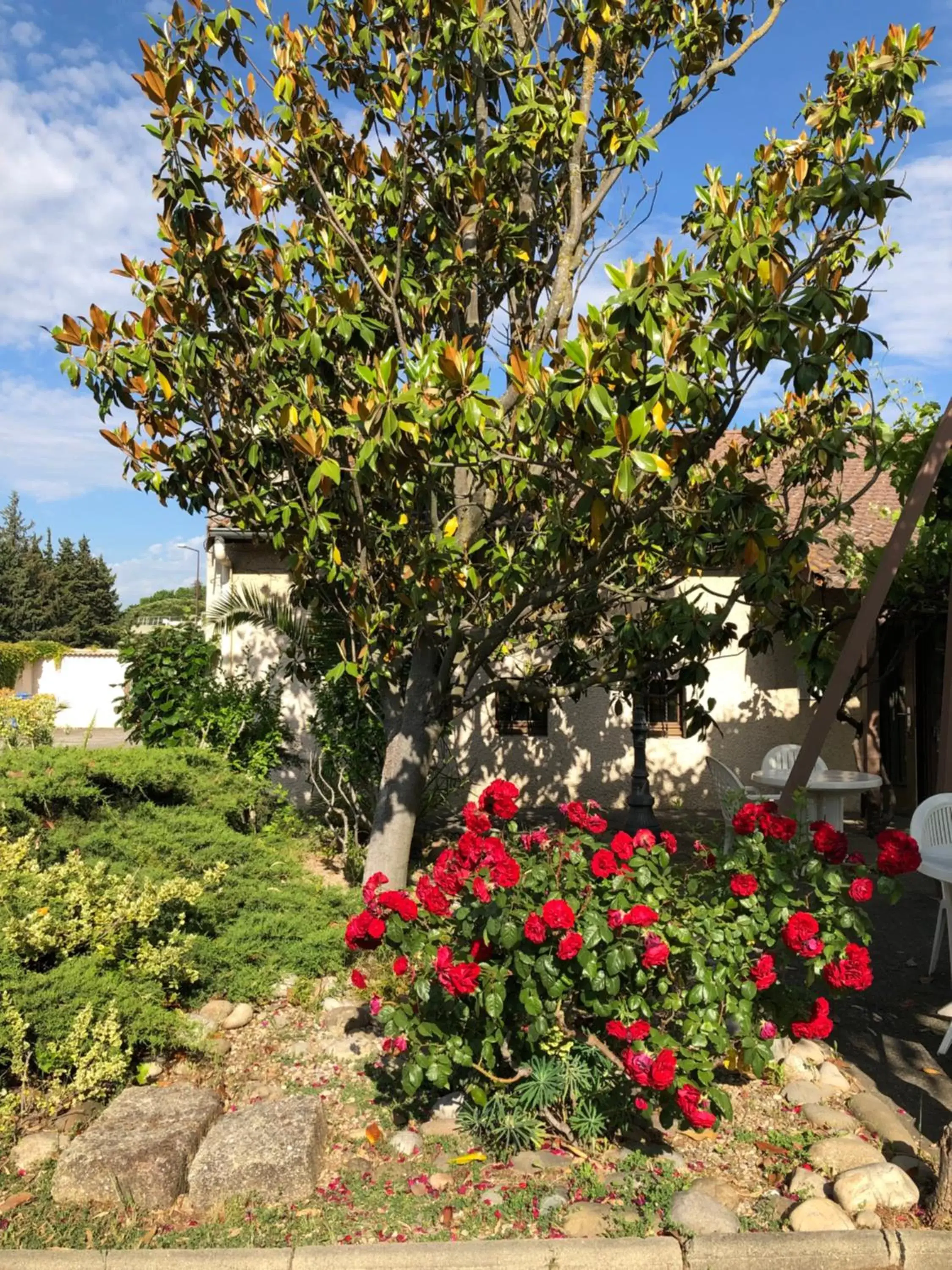 Day, Garden in Hotel Cristol