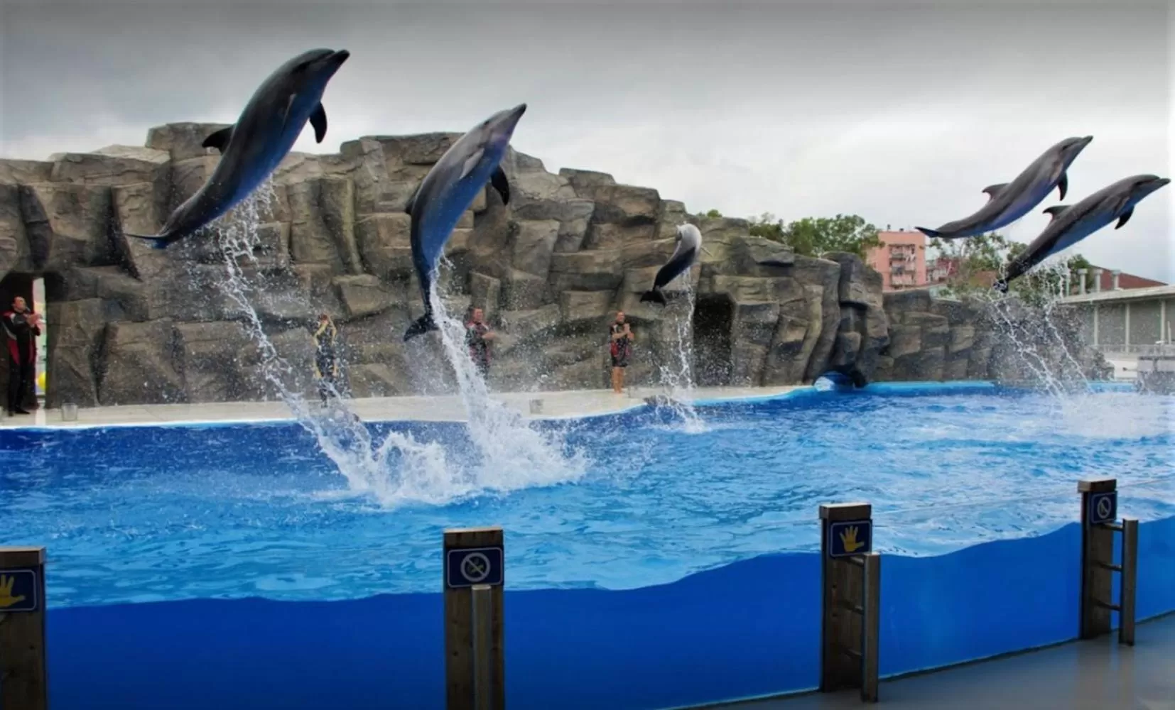 Animals, Swimming Pool in Special Apartments In Orbi City Batumi