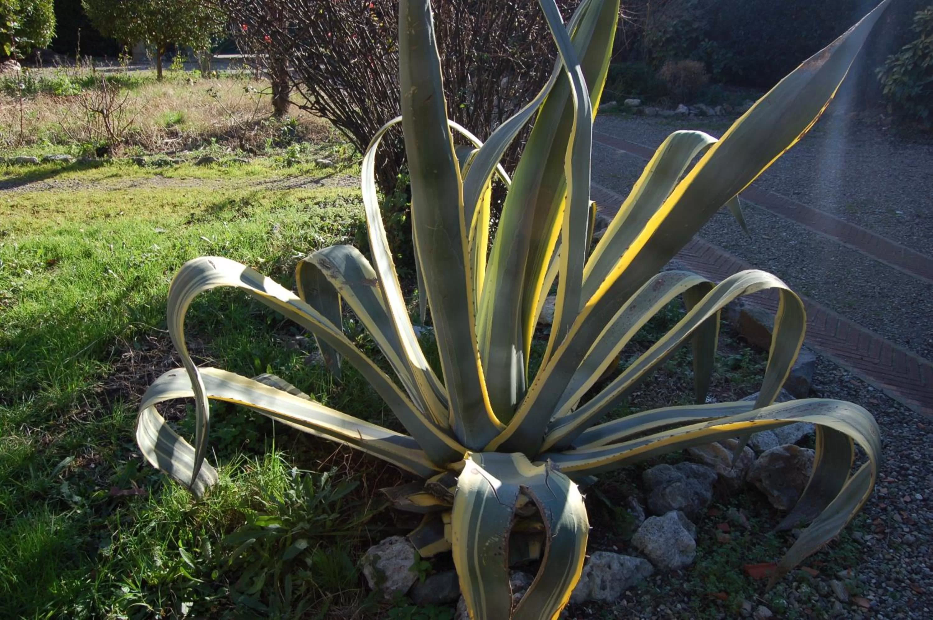 Garden in B&B Antica Piazza dei Miracoli