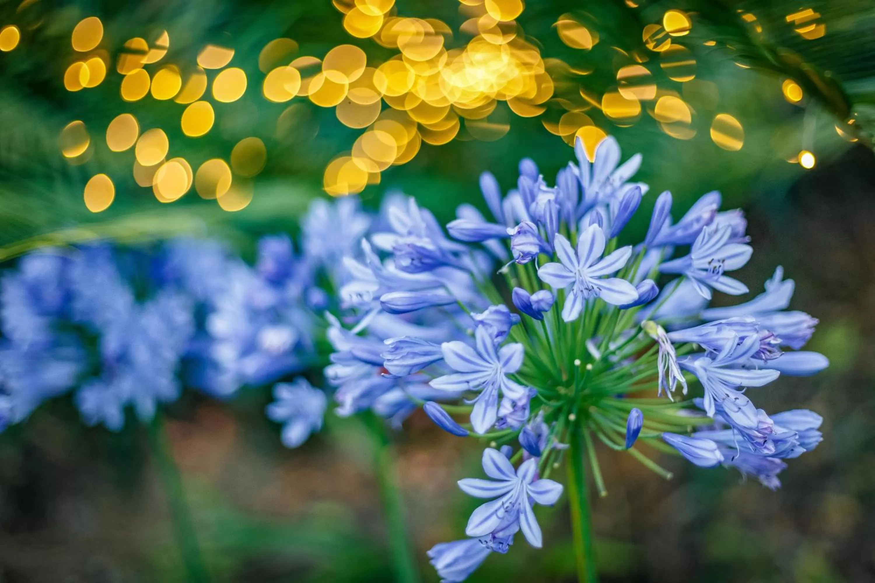 Garden in Sensom at Sapphire - Adults only B&B