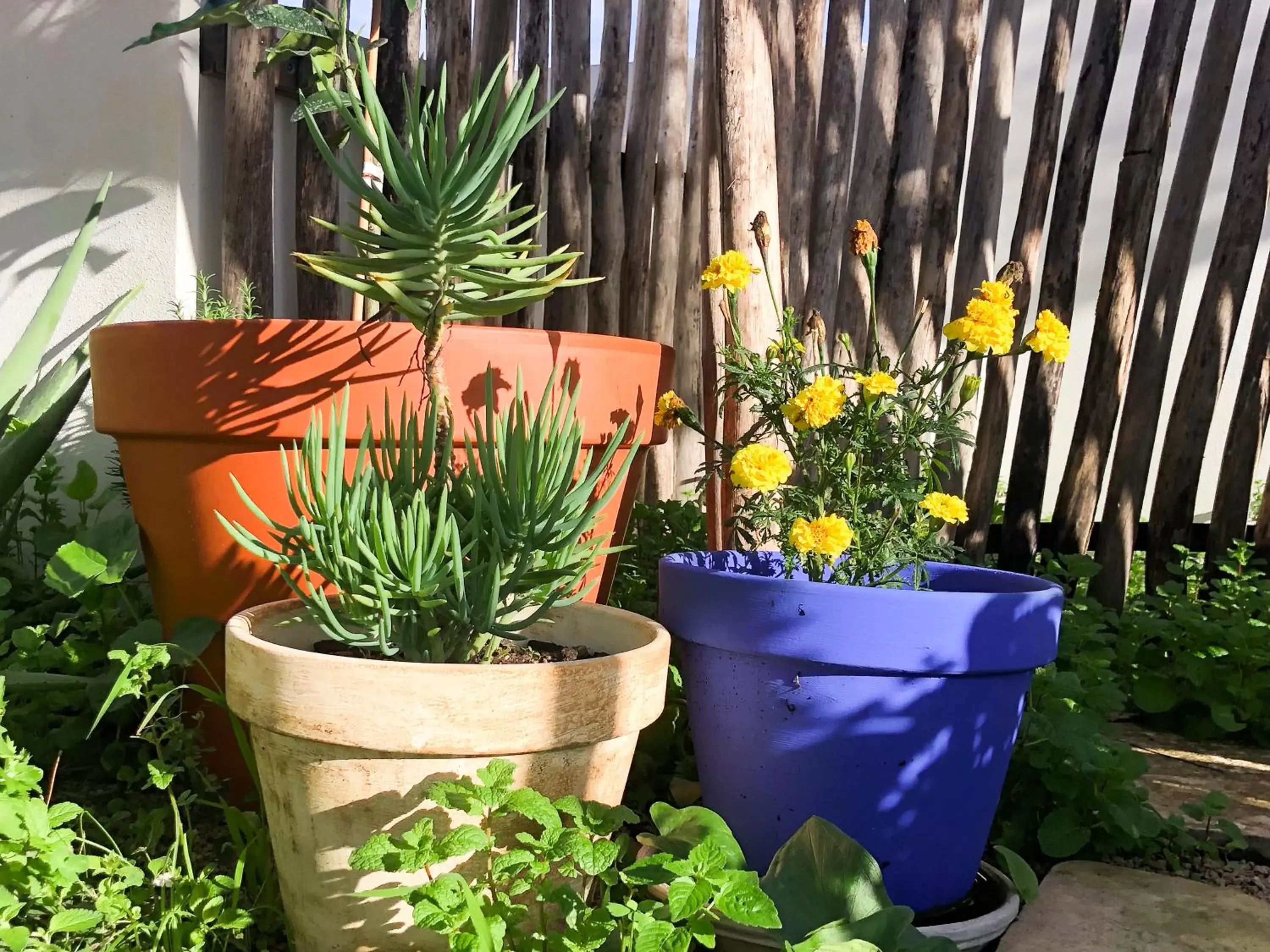 Garden in Altanure - Almatere Food Forest Boutique Hotel