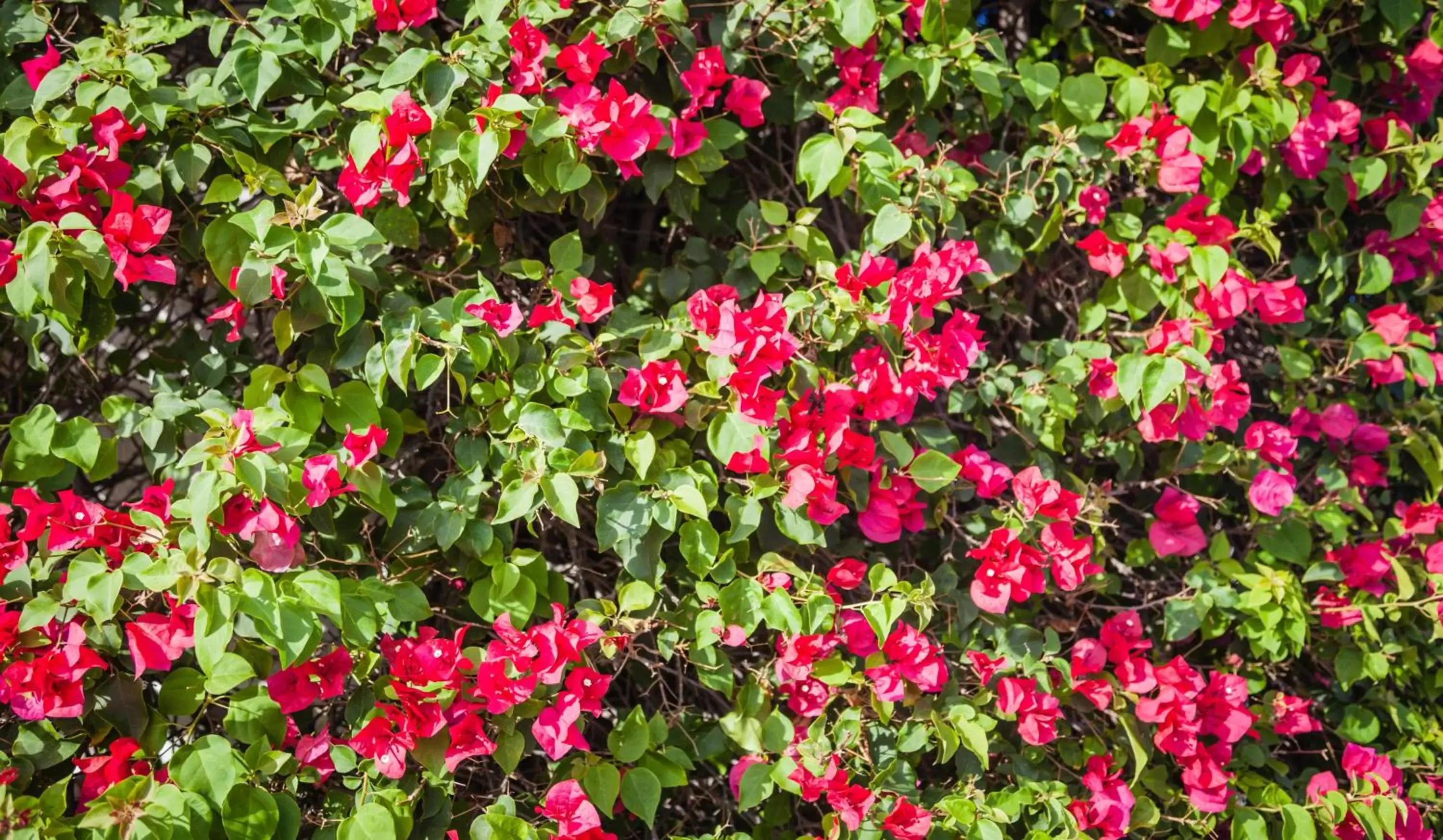 Property building, Garden in Gamma Tijuana