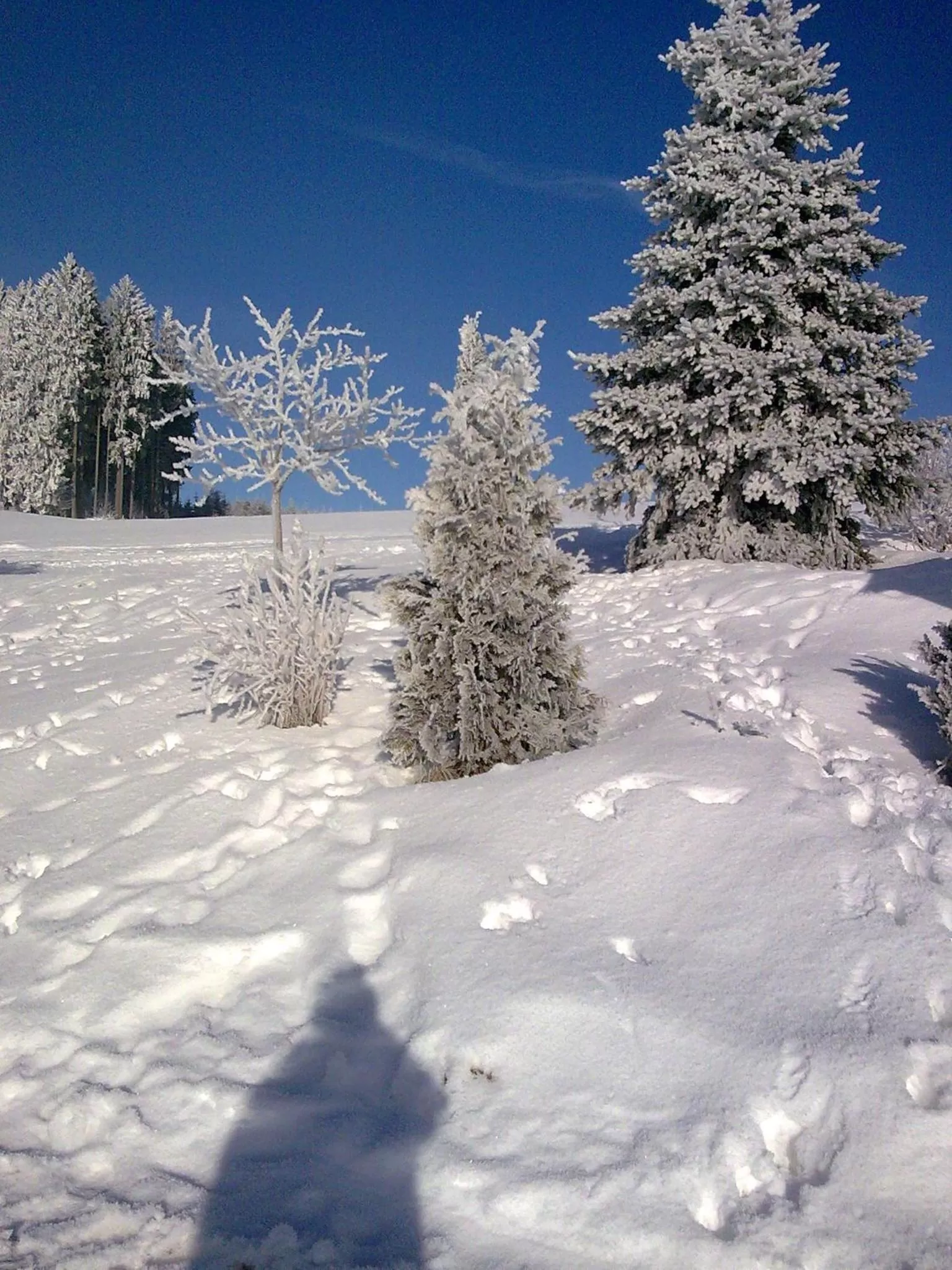 Natural landscape in ZUR TRAUBE Schwarzwaldhotel & Restaurant am Titisee