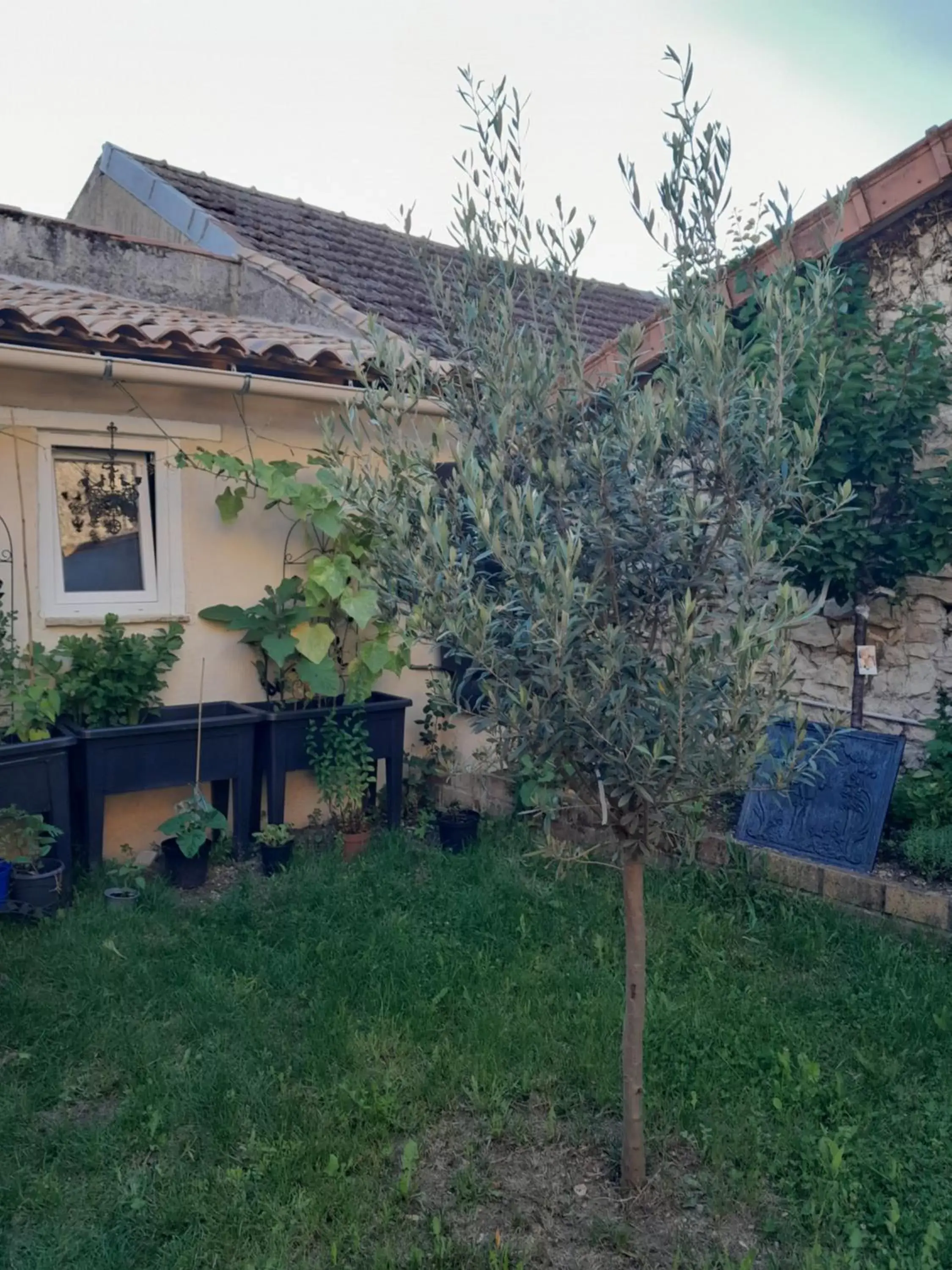 Garden, Property Building in Le Perroquet Vert