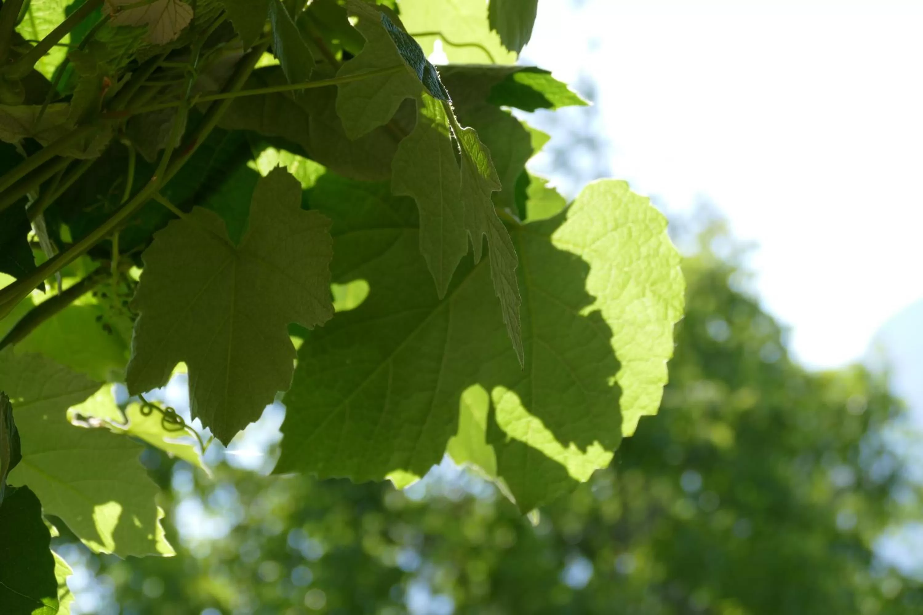 Natural landscape in BnB Chantevent
