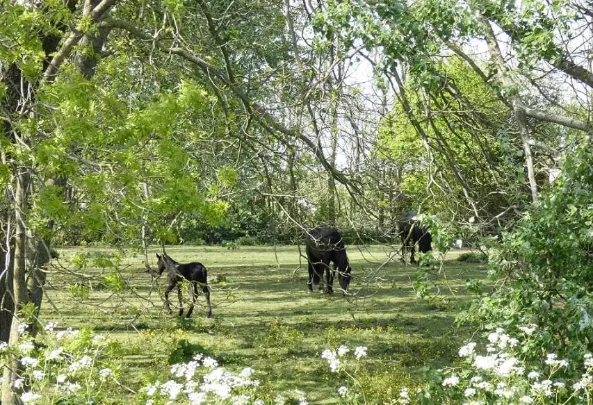 Spring, Other Animals in De Fryske Wyn