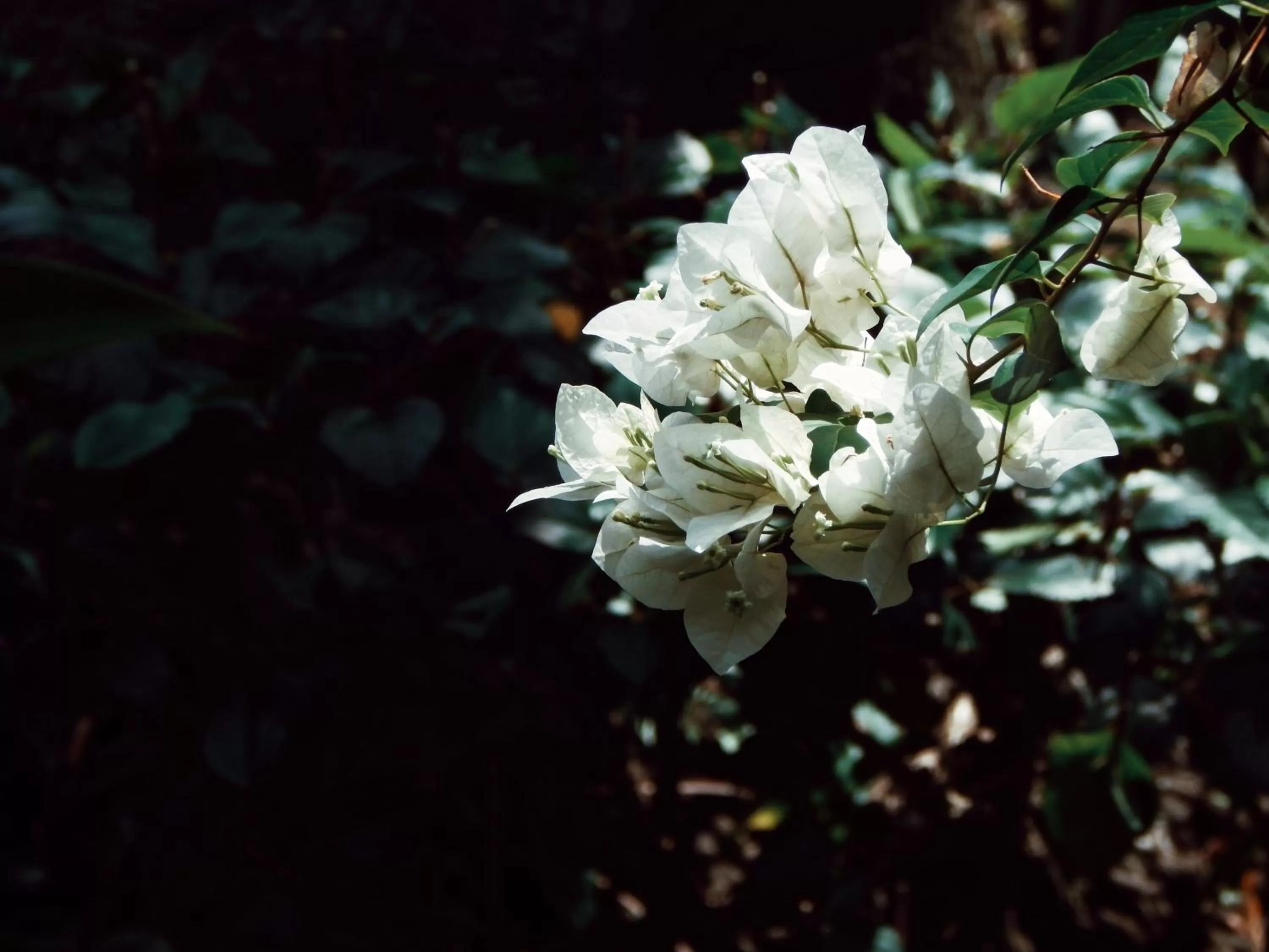 Garden in Hotel El Convento Leon Nicaragua