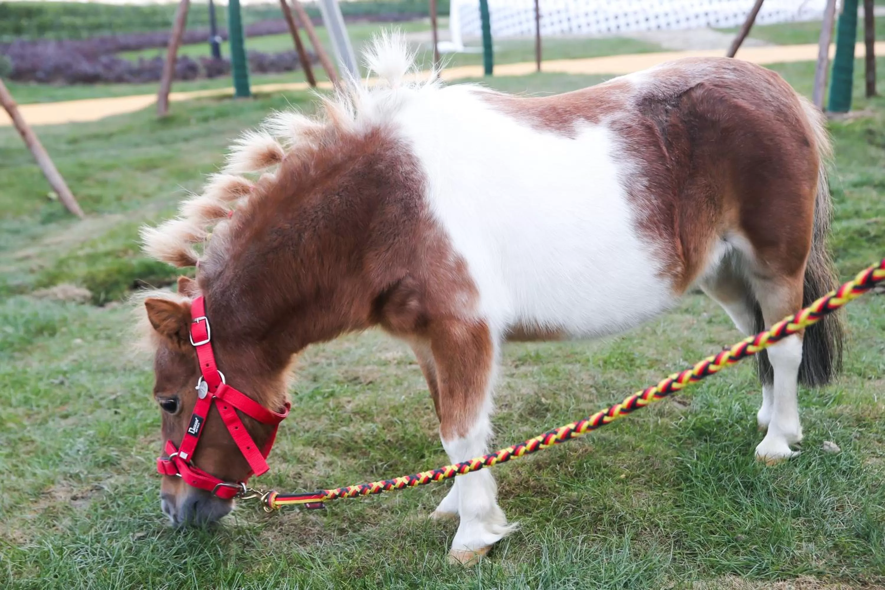 Horse-riding in Primus Hotel Shanghai Sanjiagang - Offer Pudong International Airport and Disney shuttle