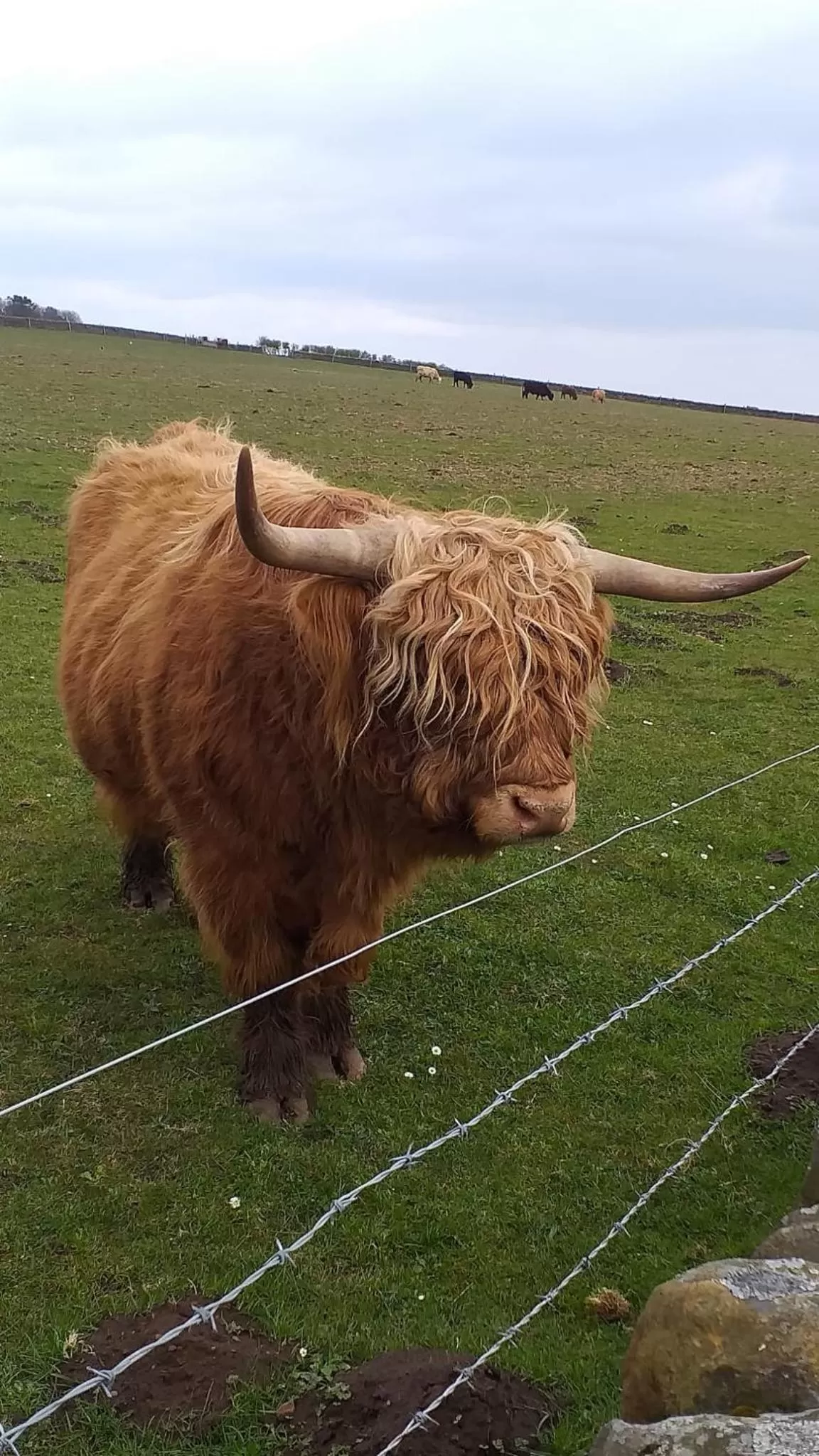 Spring, Other Animals in Littlebeck