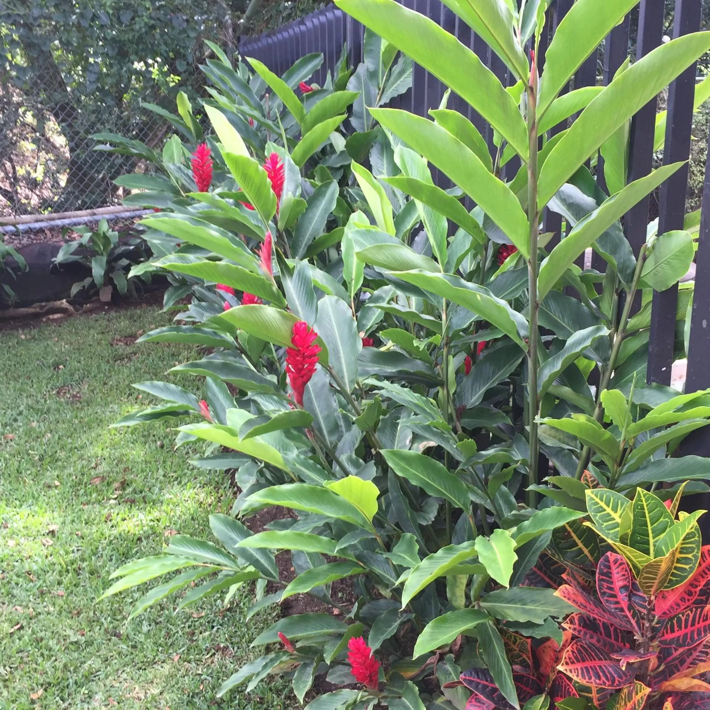 Garden in Airport Rio Segundo Studio