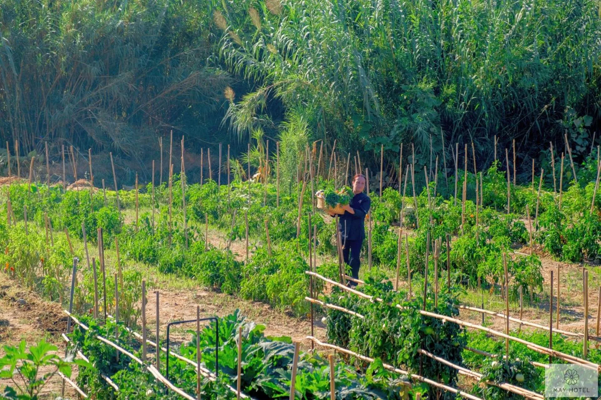 Garden in May Beach Hotel