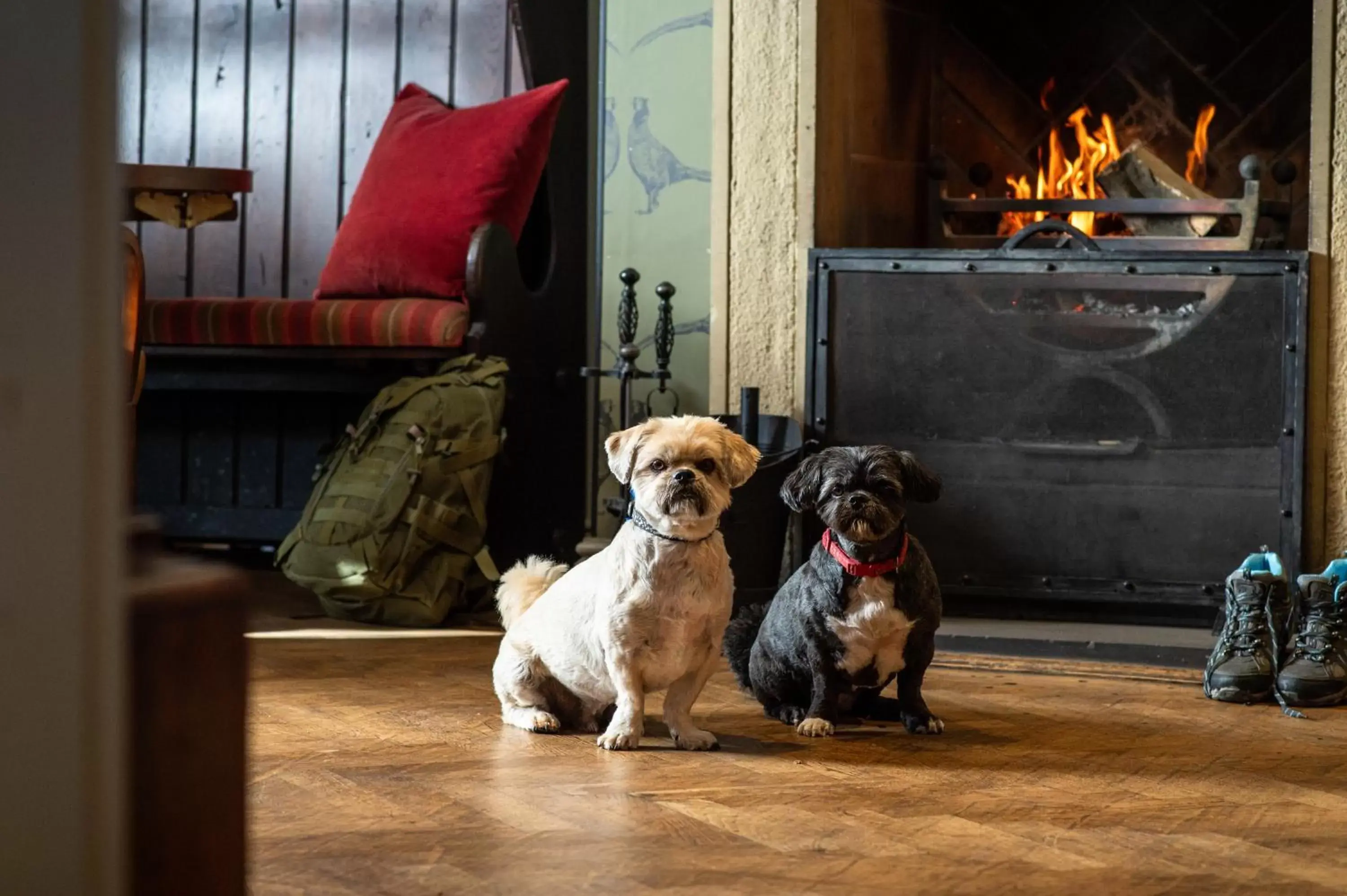Pets in The Millstone, Mellor
