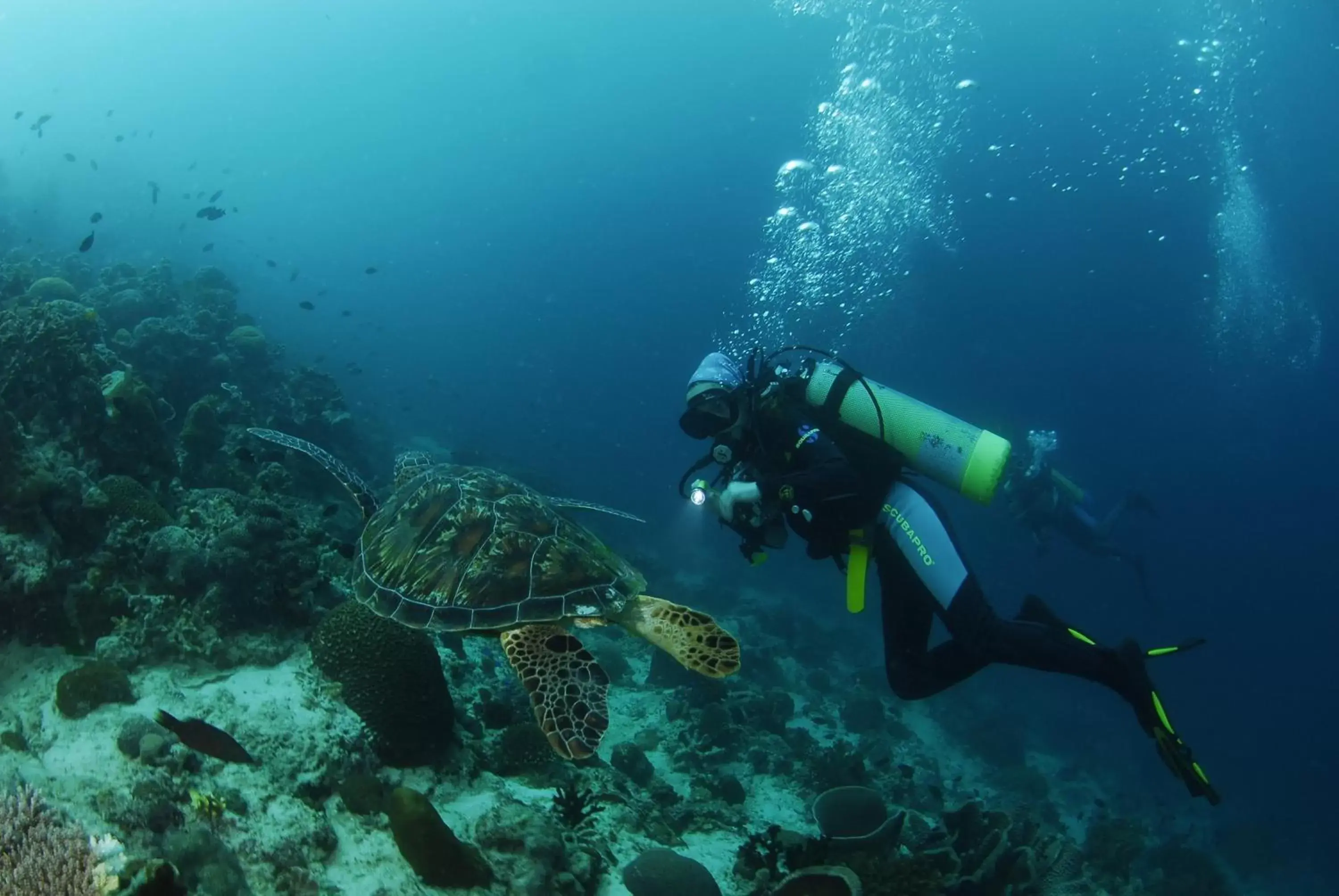 Diving, Snorkeling/Diving in Badian Island Wellness Resort