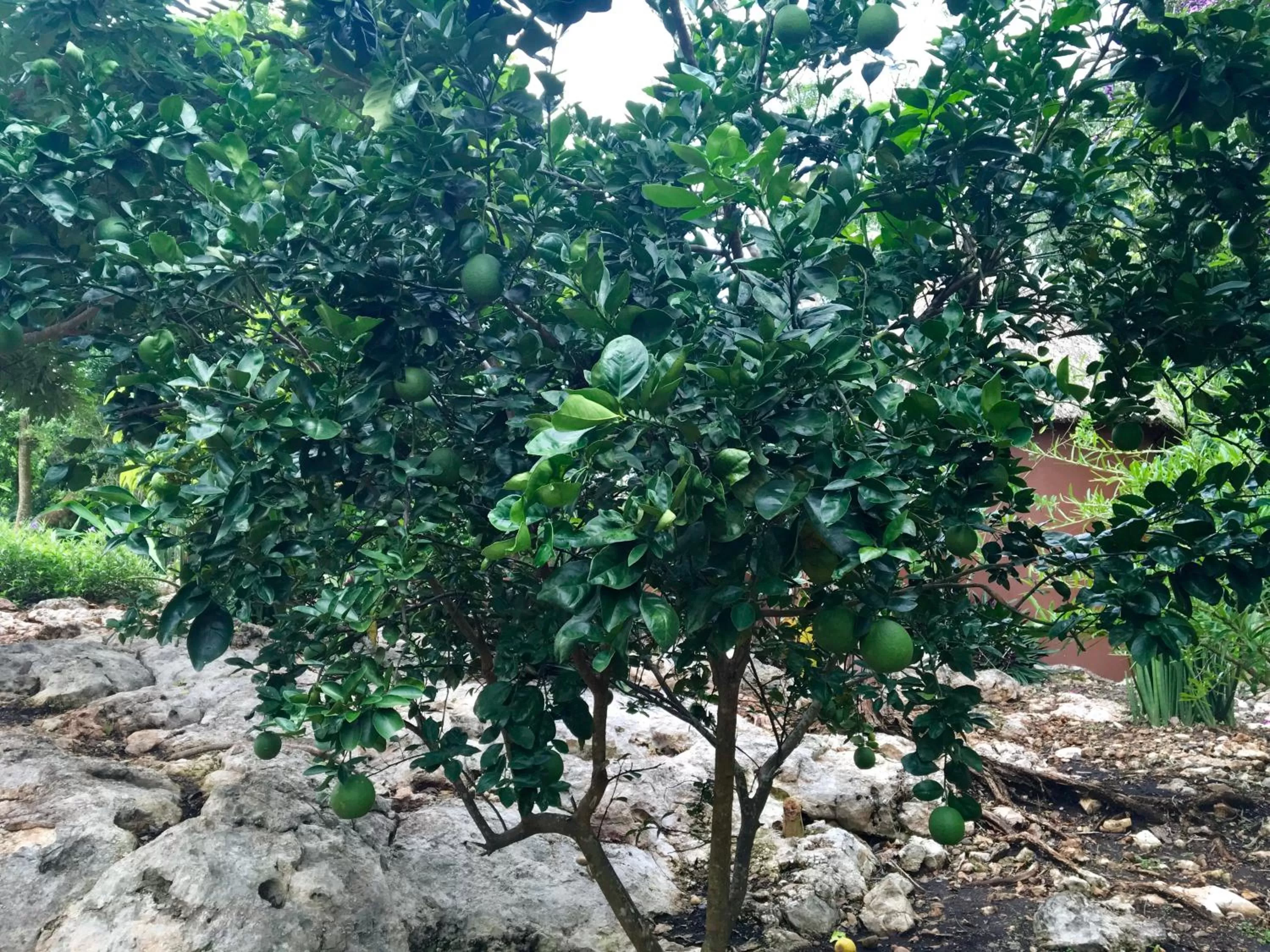 Natural landscape in The Pickled Onion Eco-Boutique B&B