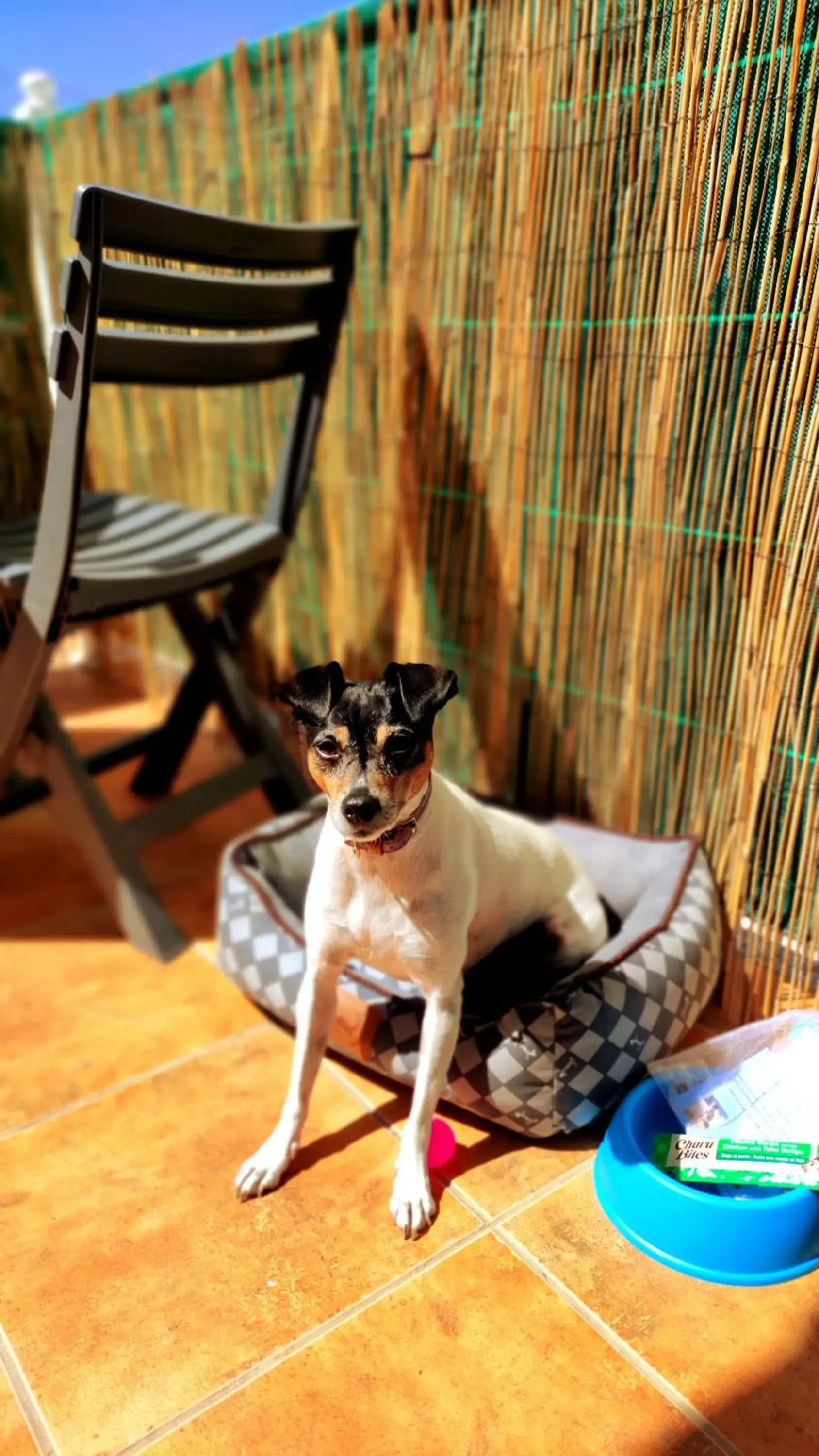 Pets in Hotel Baixamar