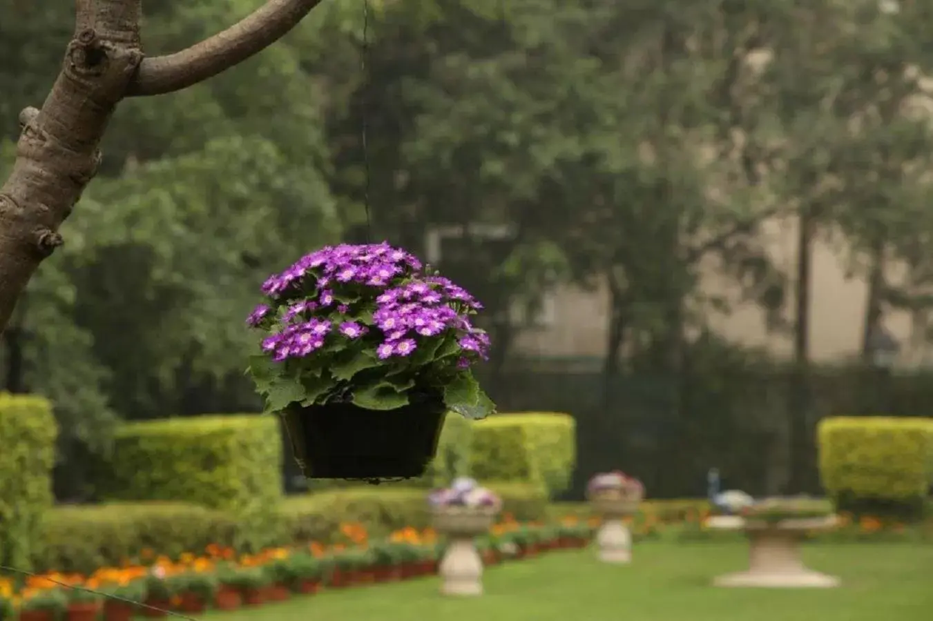 Spring, Garden in Taj Palace, New Delhi