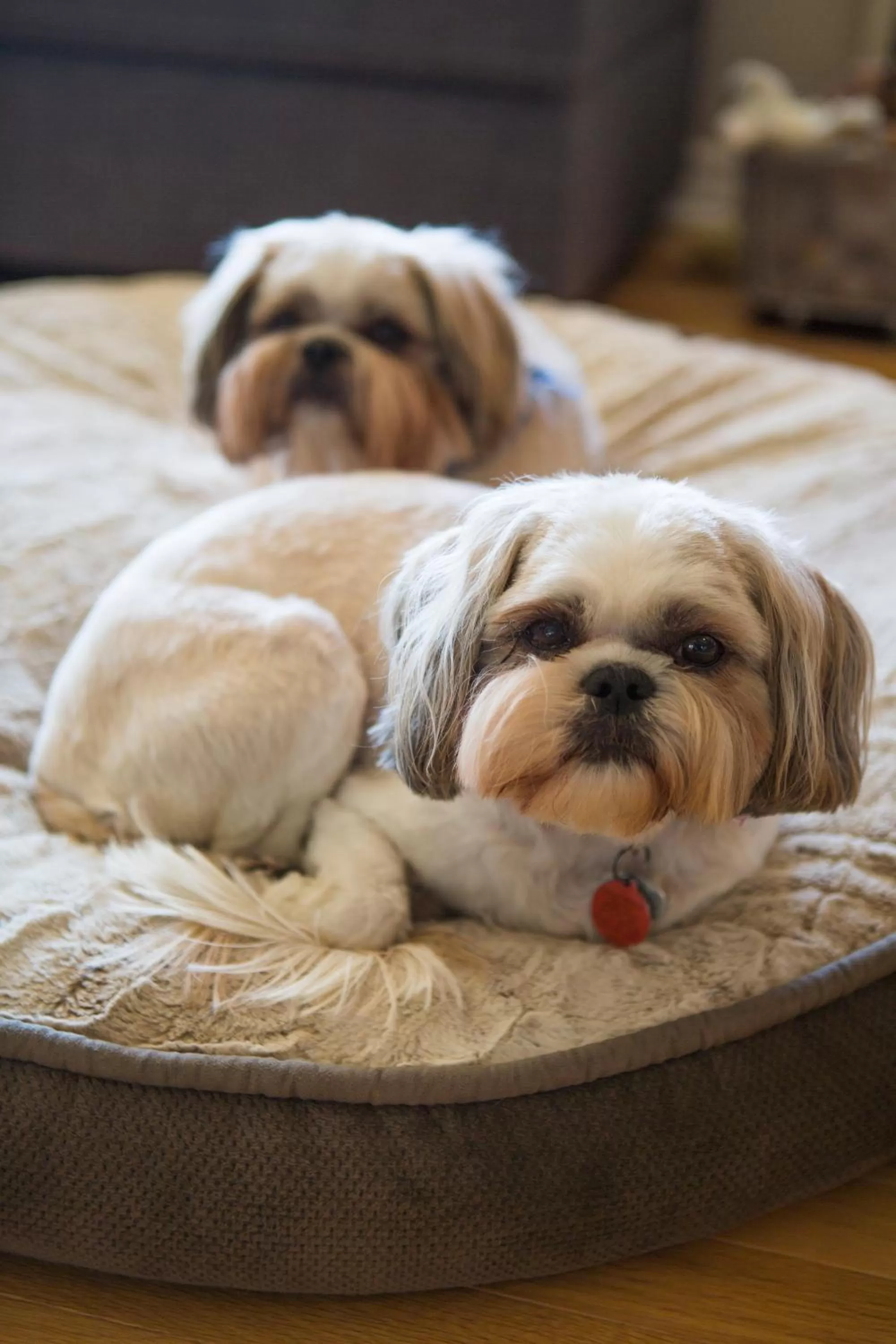 Pets in Auberge Tom B&B