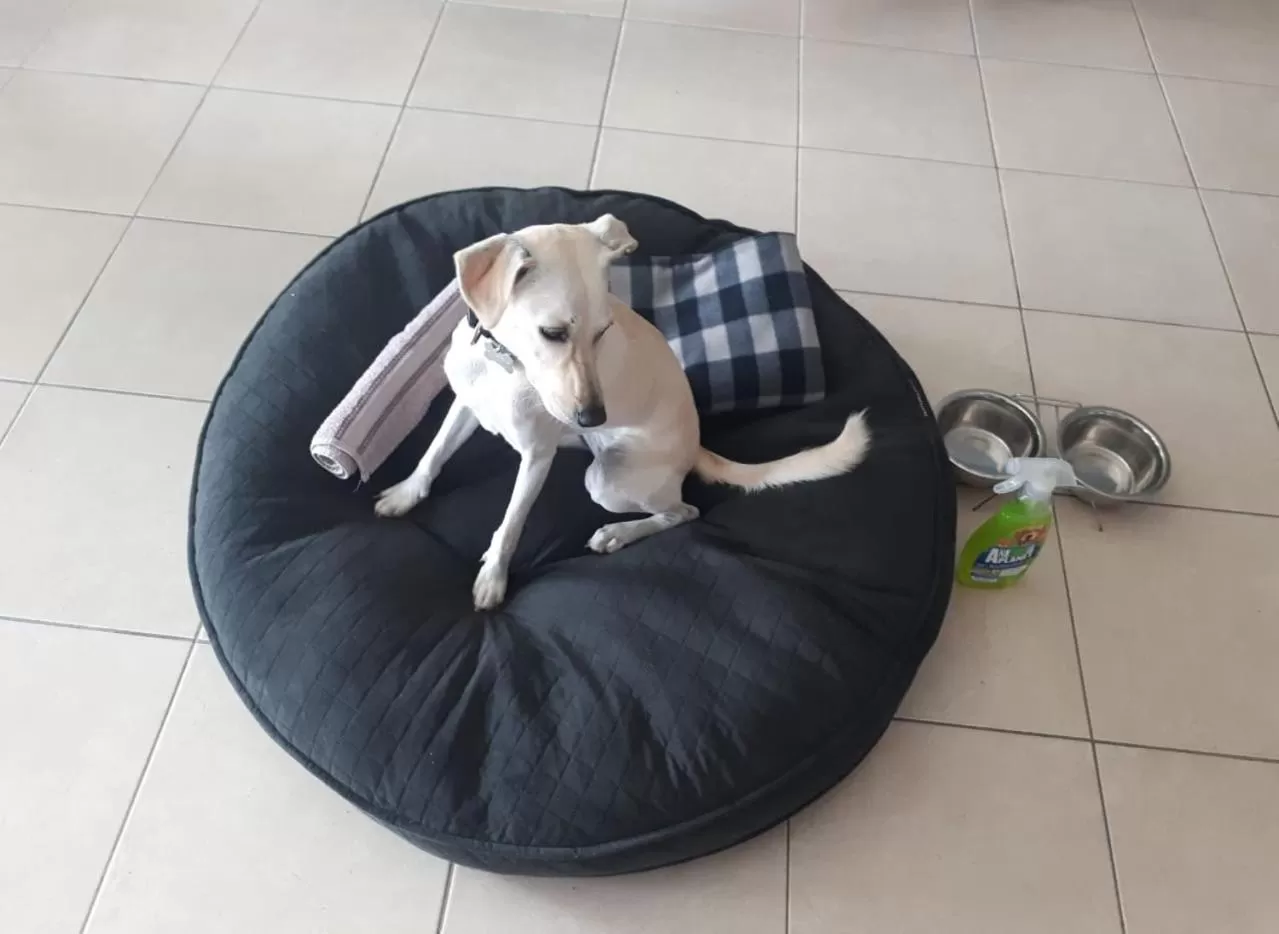 Pets in Hotel Venedik