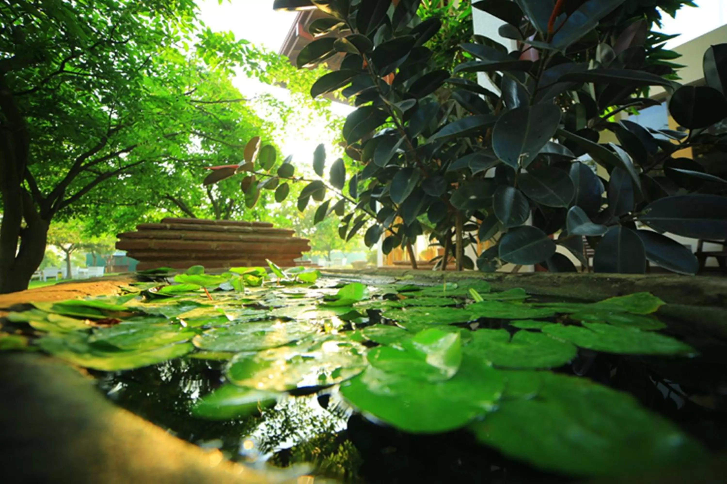 Garden in Ruins Chaaya Hotel