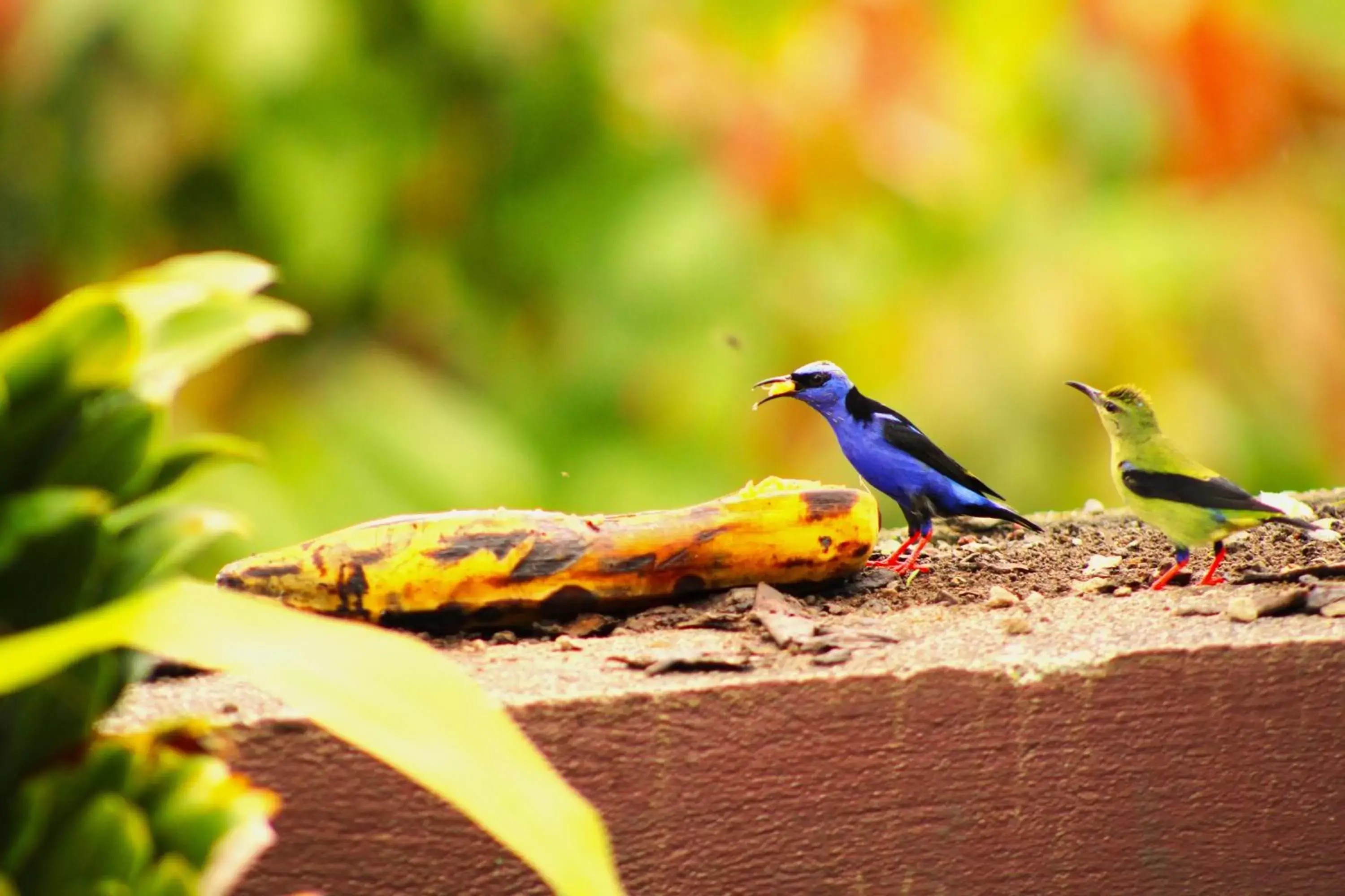 Natural landscape, Other Animals in Hotel Arte Natura