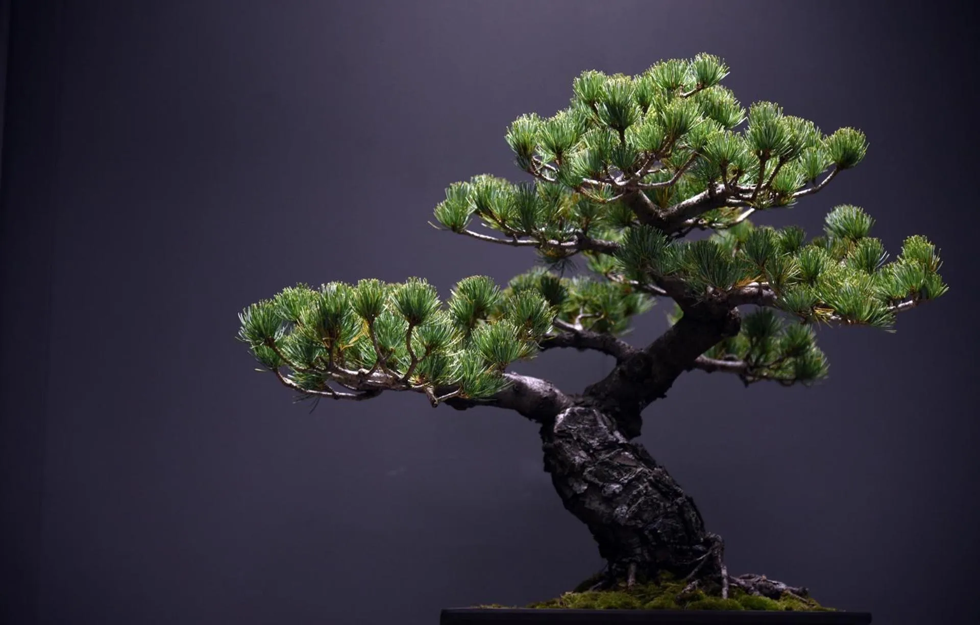 Decorative detail in MOGANA