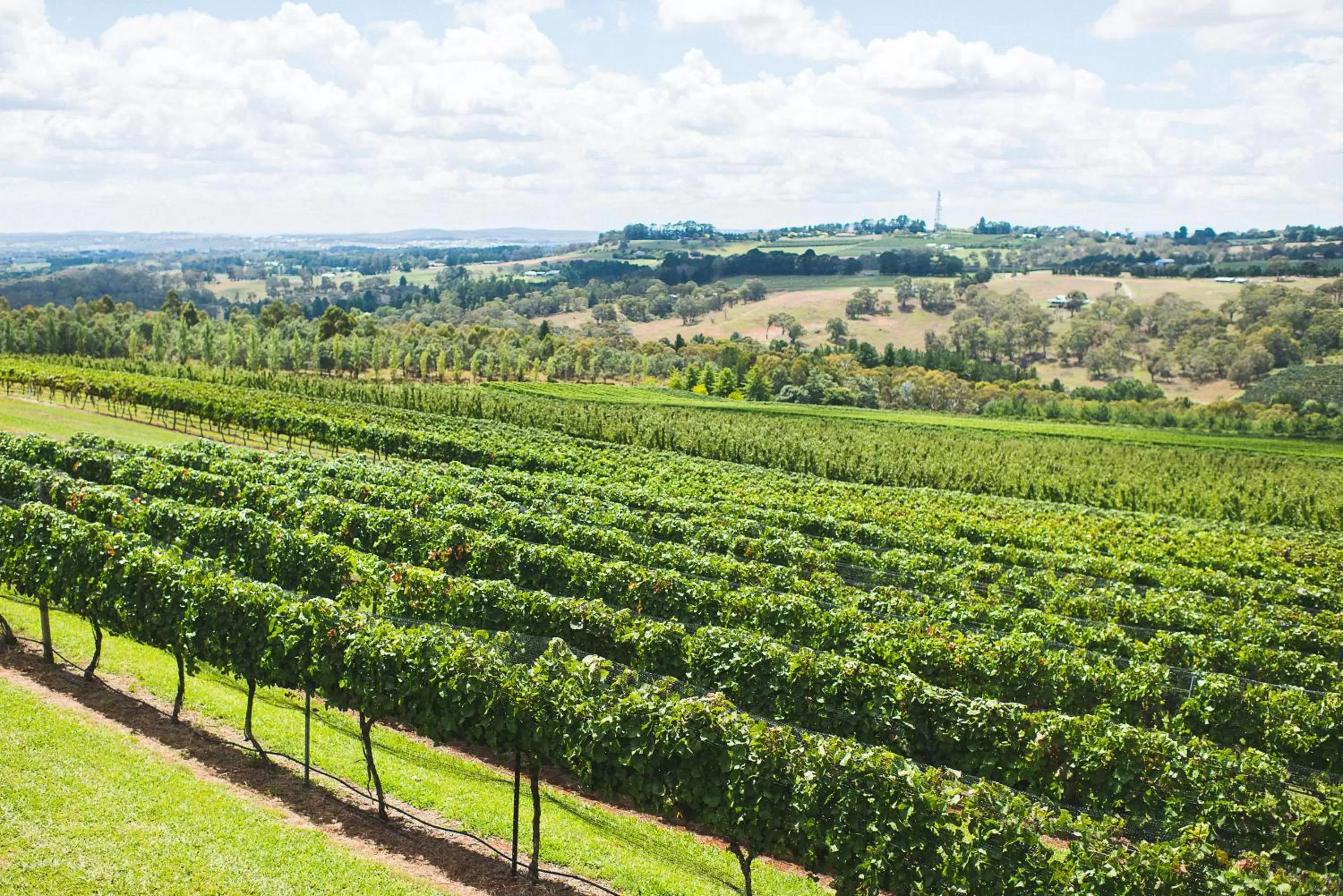 View (from property/room), Natural Landscape in Borrodell Vineyard