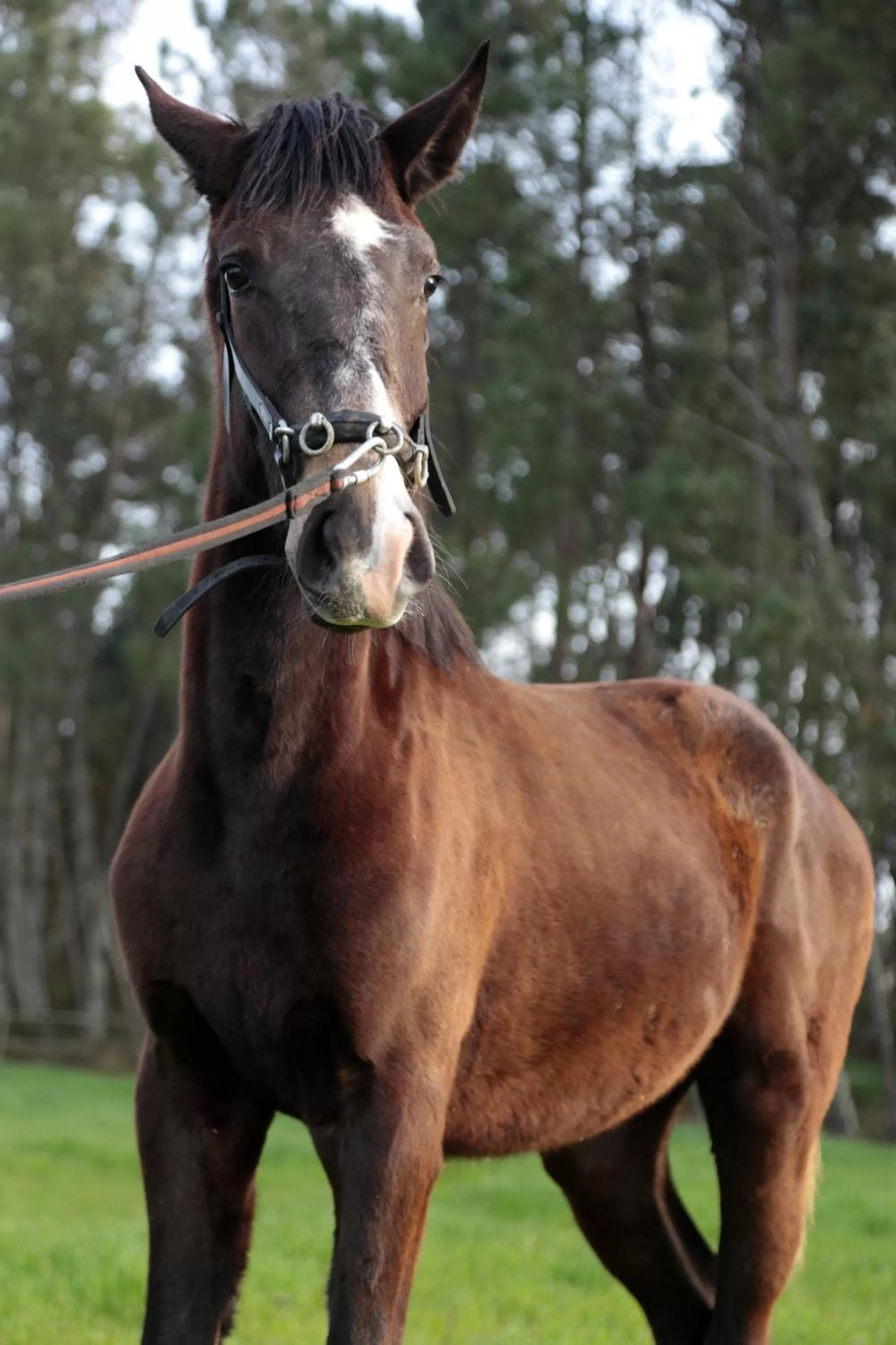 Coudelaria Residence