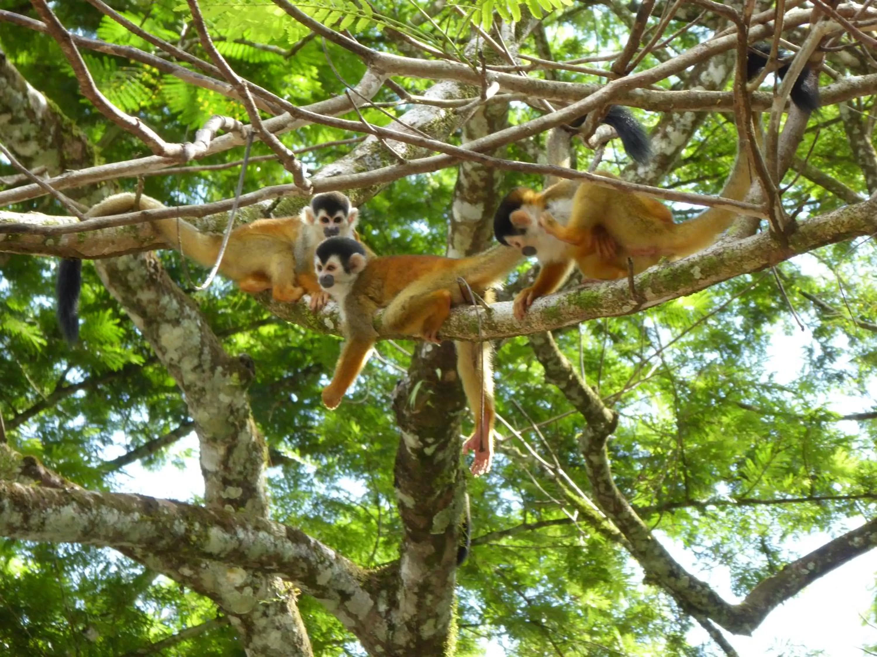 Animals, Other Animals in La Purruja Lodge