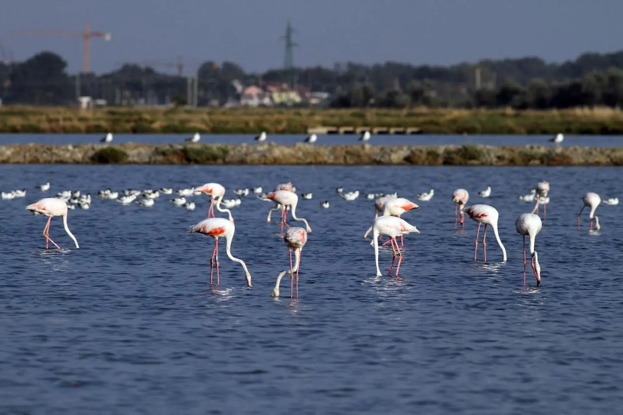 Seasons, Other Animals in Rimini Suite Hotel