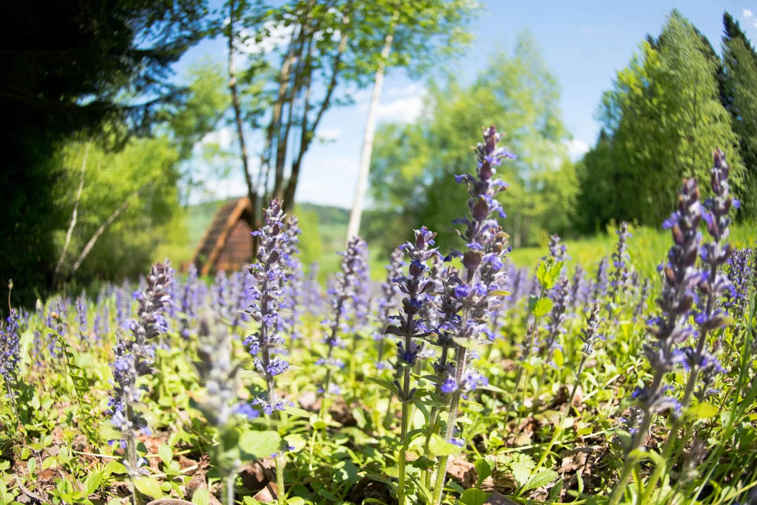 Natural landscape in Gościniec Pięciu Stawów