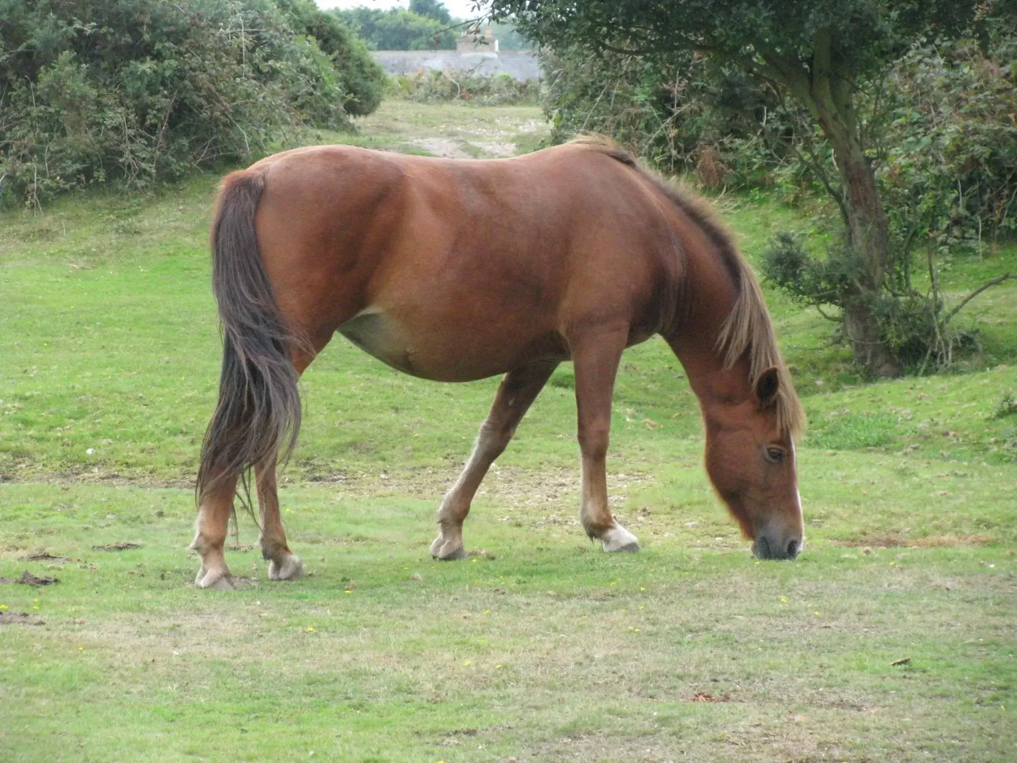 Area and facilities, Other Animals in Britannia House