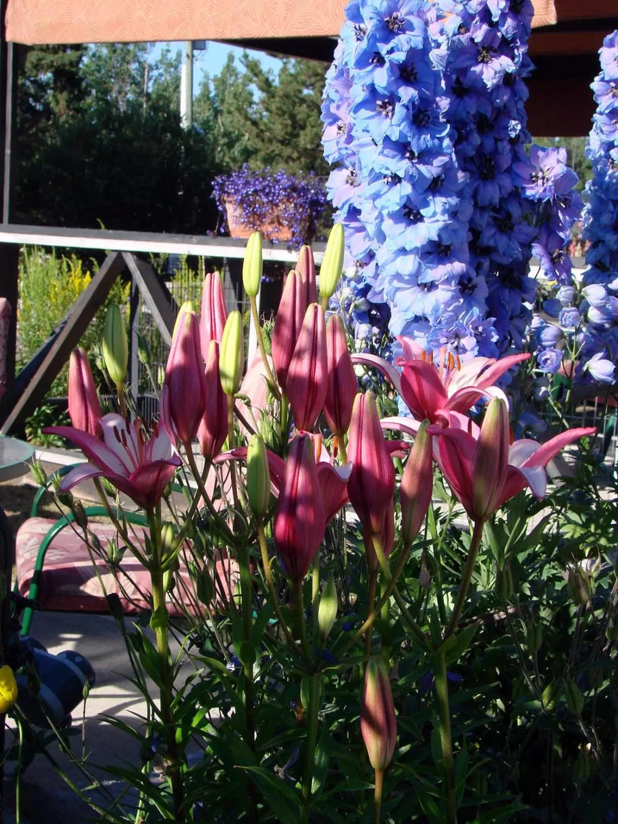 Garden view in Eagle's Nest Resort