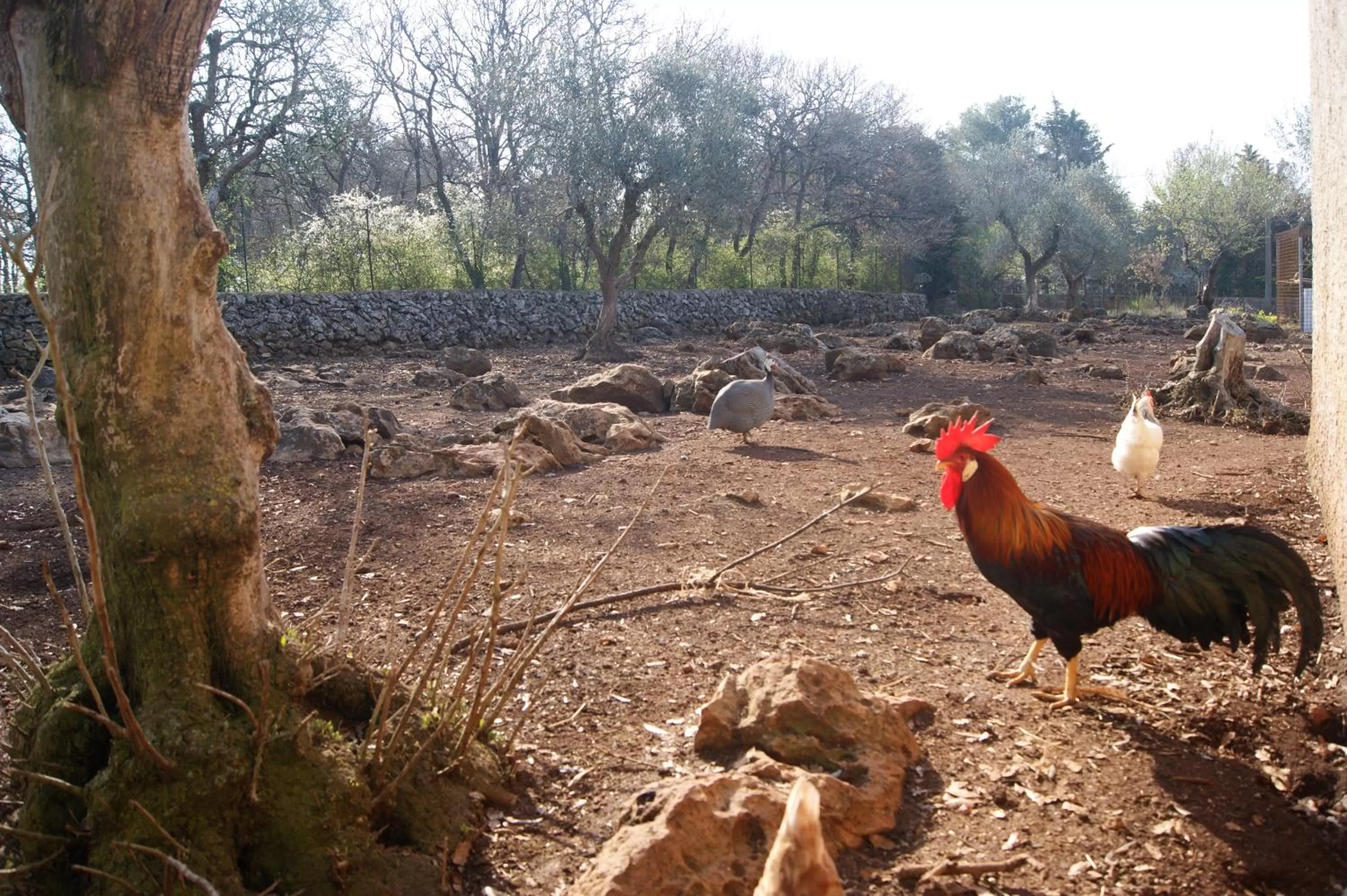 Animals, Other Animals in Arome B&B