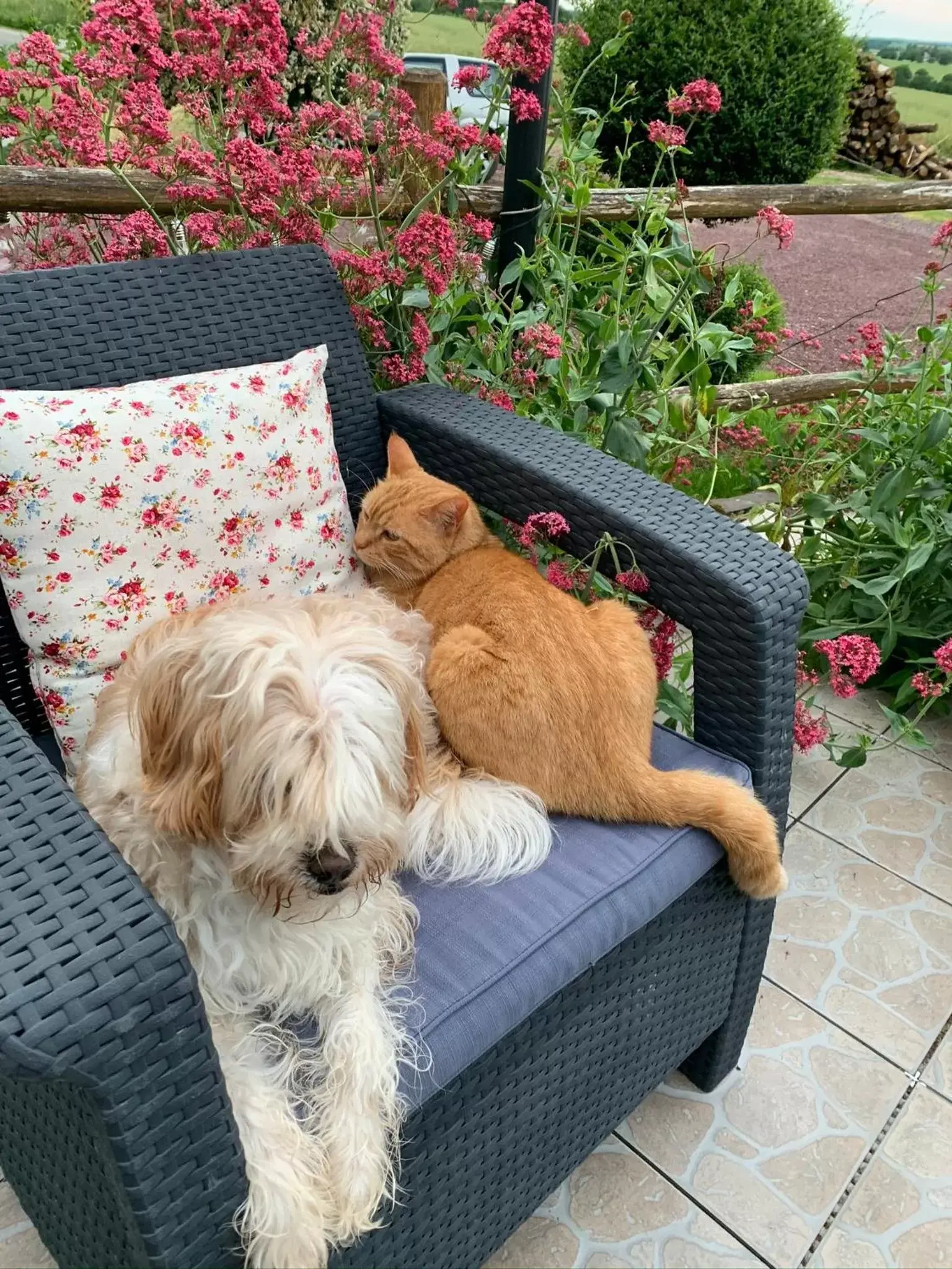 Patio, Pets in Les Bouyeres