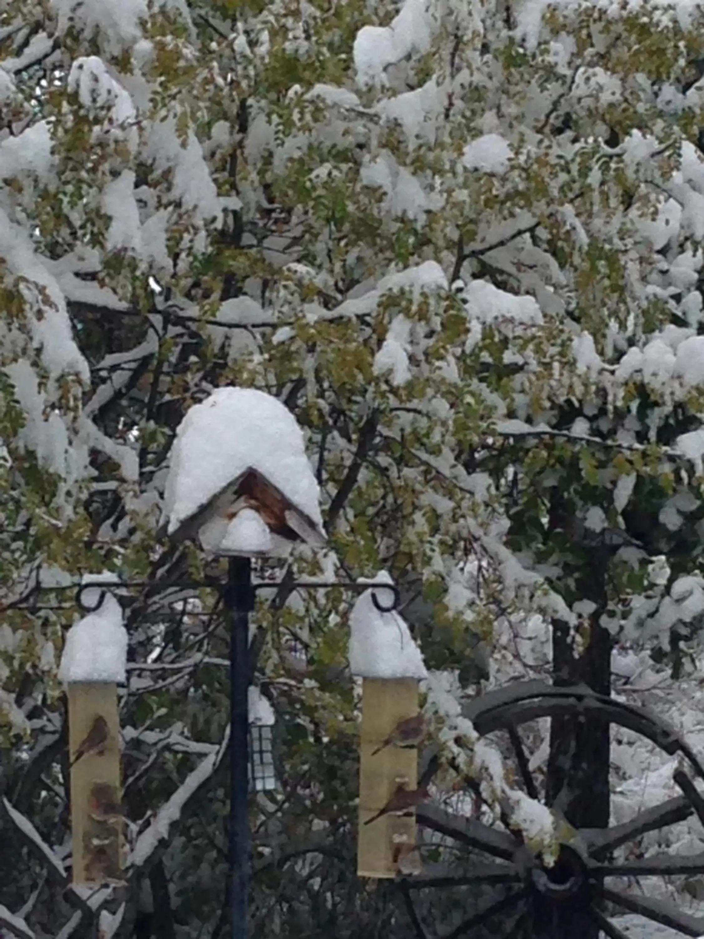 Natural landscape, Winter in Fox Hollow Inn