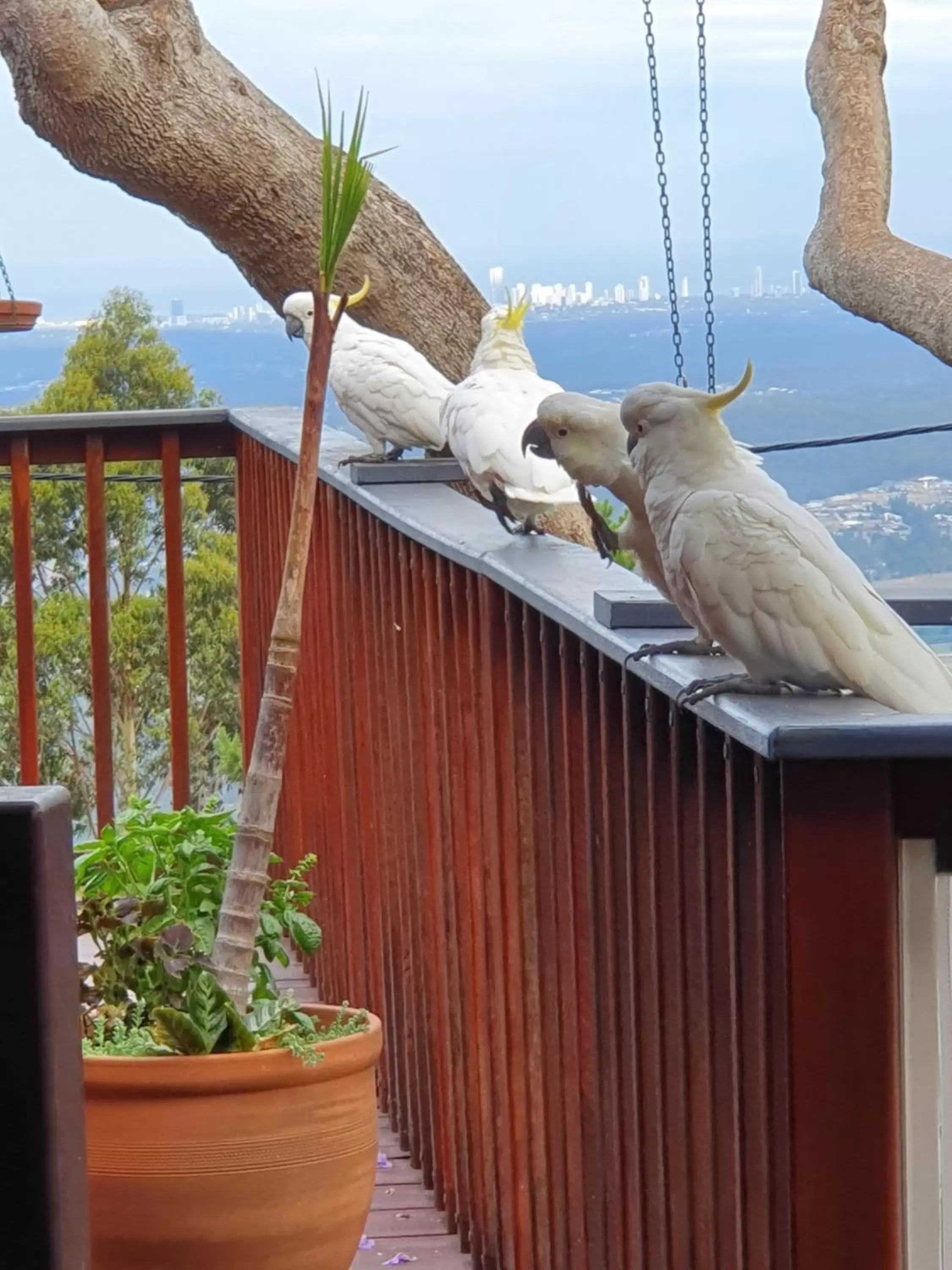 Bird's eye view, Other Animals in Tamborine Mountain Bed and Breakfast