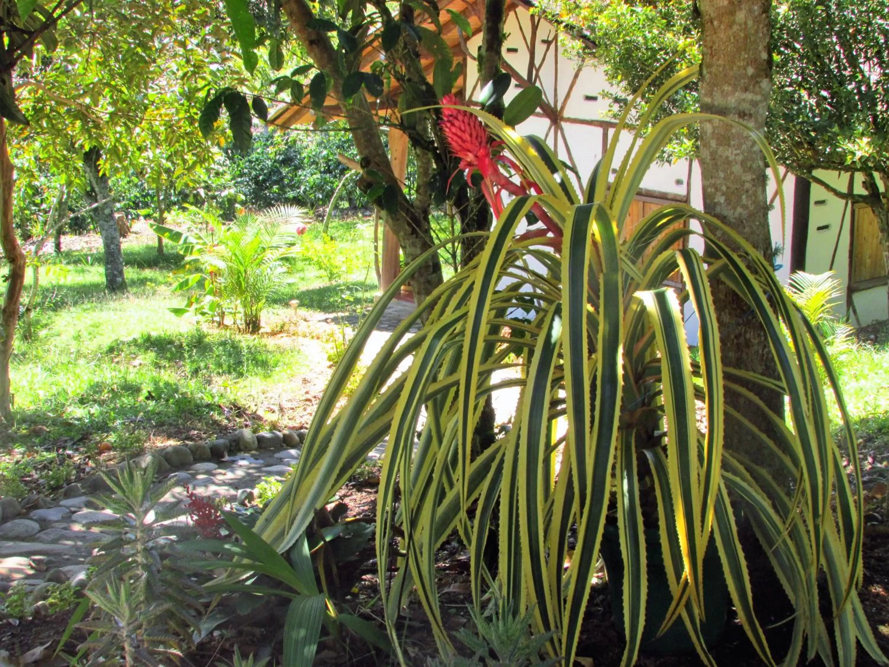 Garden in Hotel La Casa de Francois